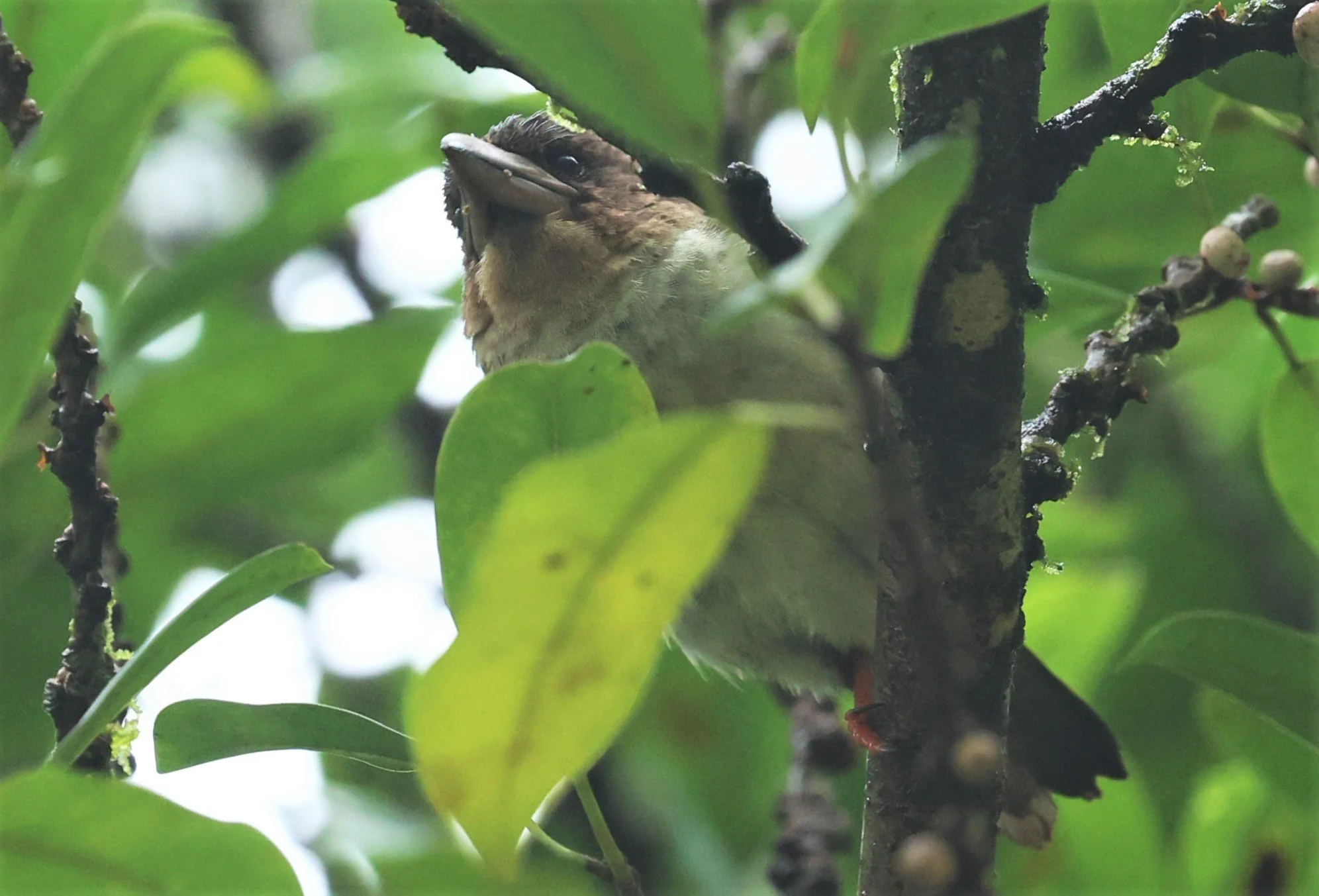 BARBET - BROWN BARBET - Caloramphus fuliginosus - HALA BALA WILDLIFE SANCTUARY APRIL 2022 (19).jpg