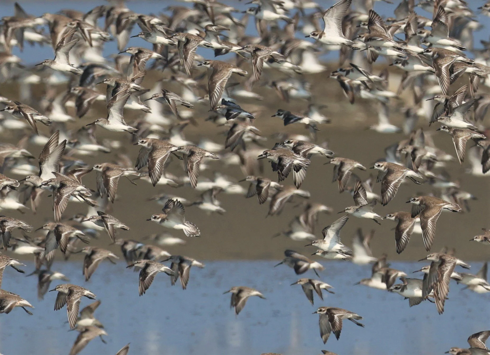 PLOVER - GREATER SAND-PLOVER - Charadrius leschenaultii - LESSER SP, CURLEW, BROADBILL SP PAK THALE OCTOBER 2 (41).jpg