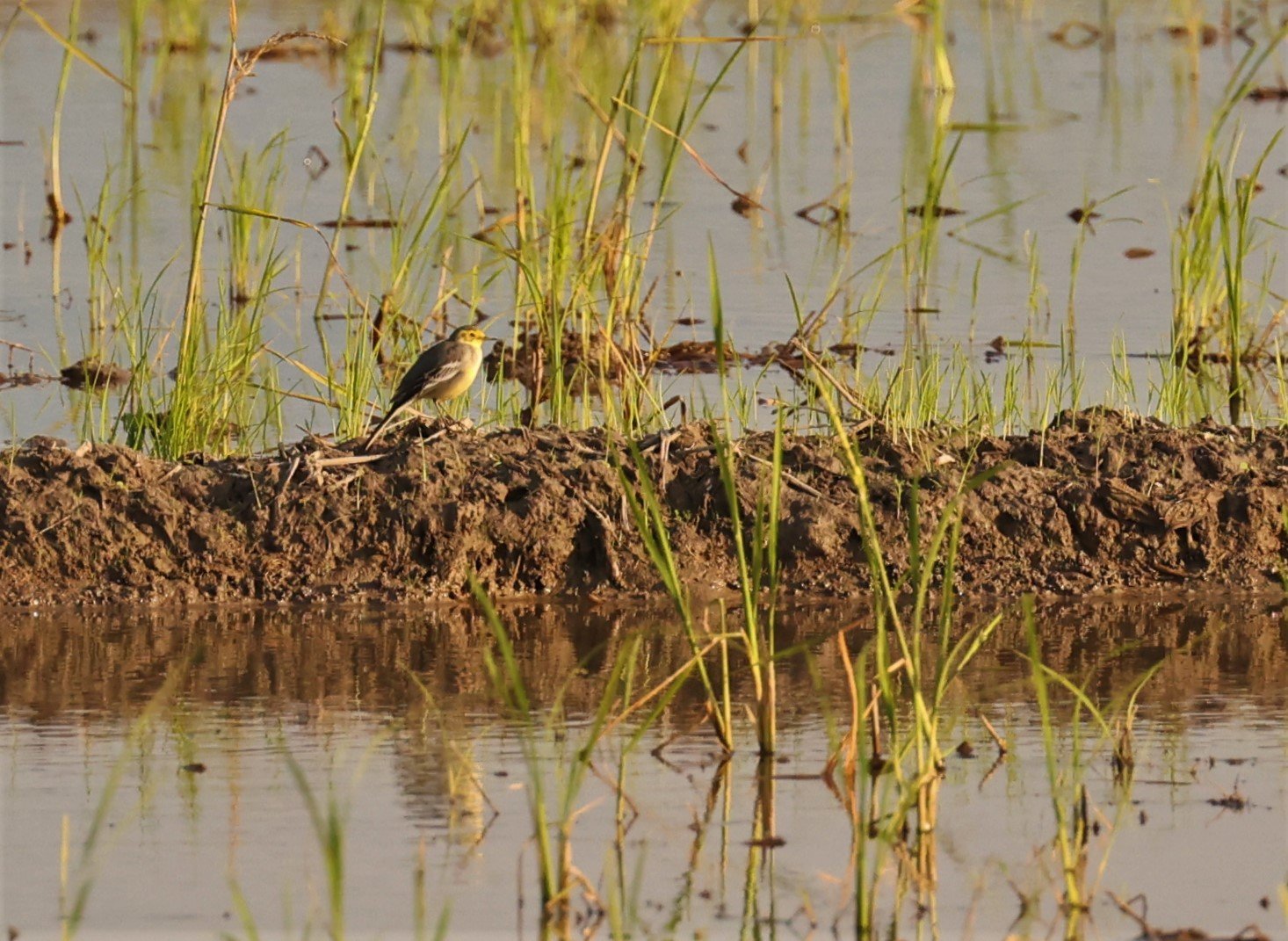 CITRINE WAGTAIL - Motacilla citreola - TATHORN RICEFIELDS CHIANG MAI FEB 2022 (41).jpg