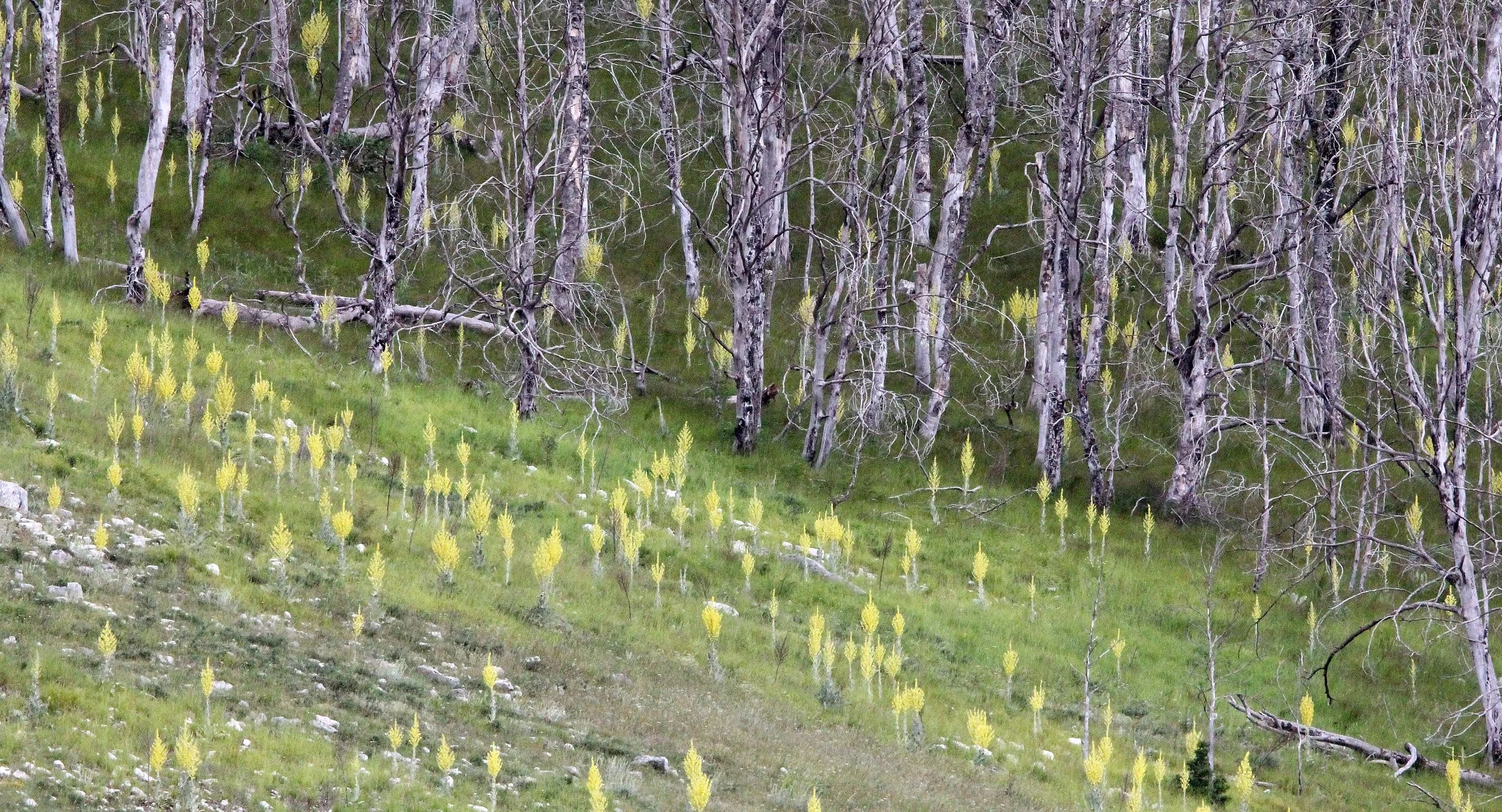 ABRUZZO NATIONAL PARK ITALY (91).JPG