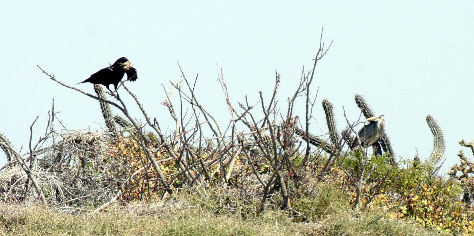 BIRD - RAVEN - COMMON RAVEN - SAN IGNACIO LAGOON BAJA MEXICO.JPG