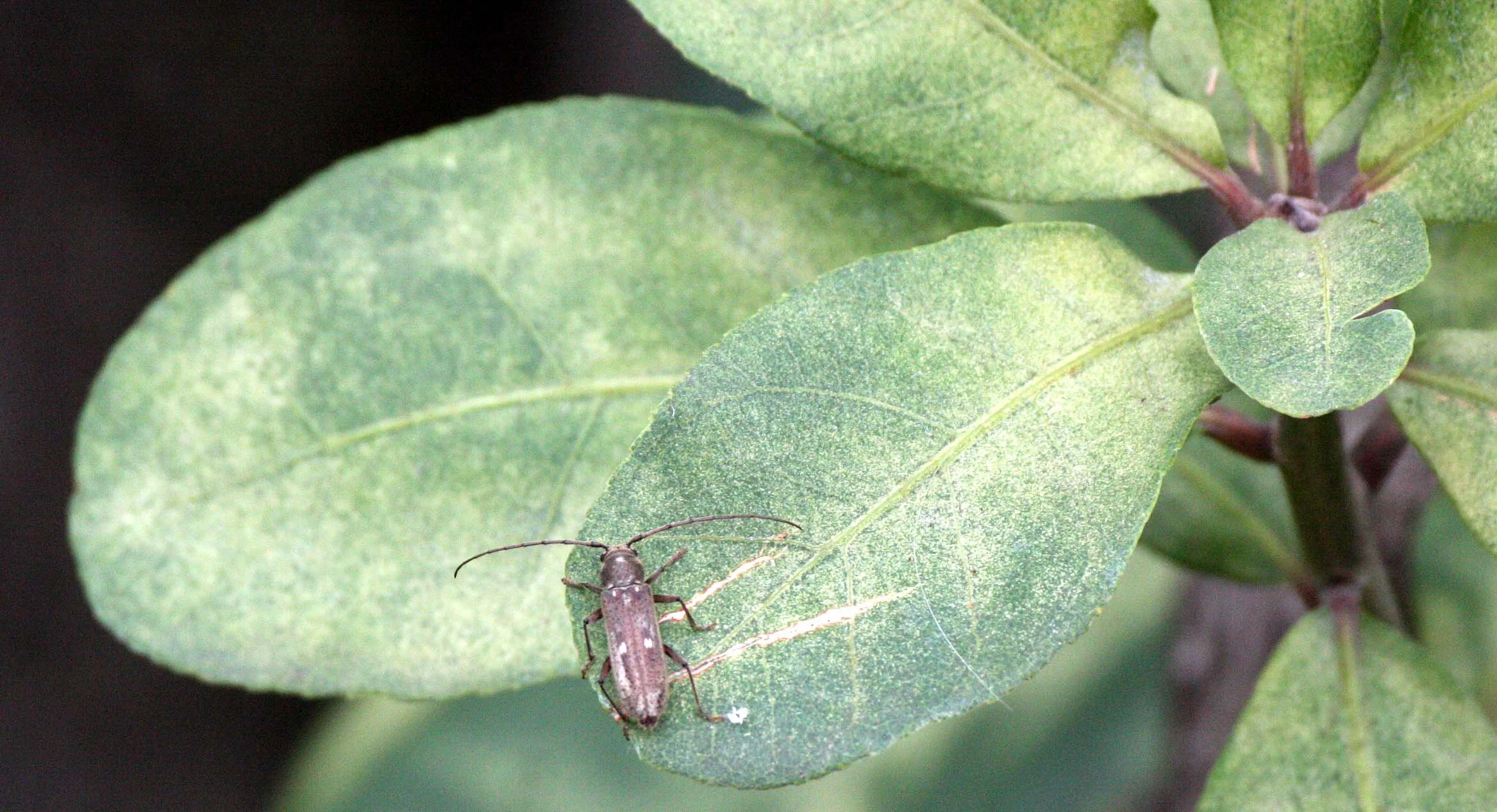 Eburine species - Chiang Mai Thailand