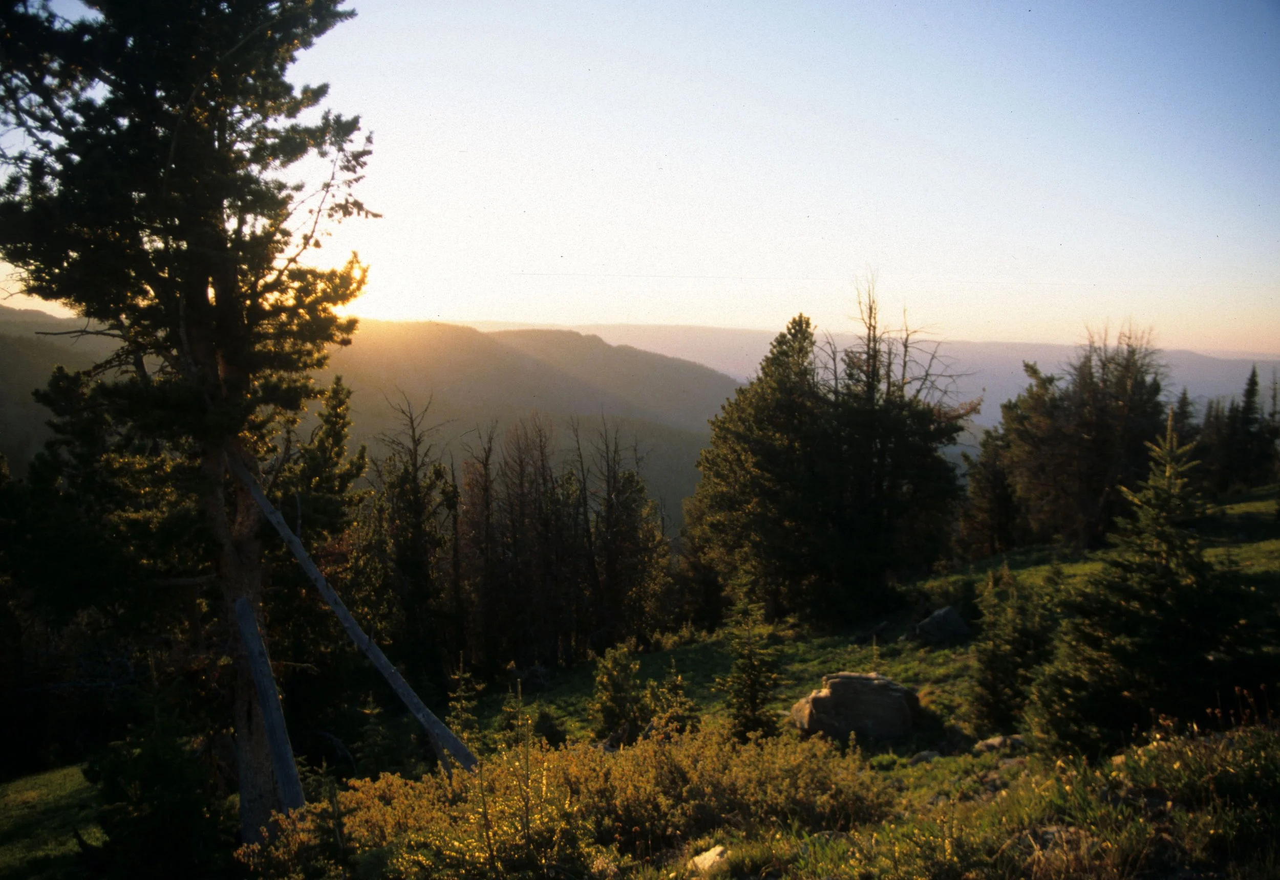 CALIFORNIA - SIERRA - PINUS SPECIES AT SUNSET A.jpg