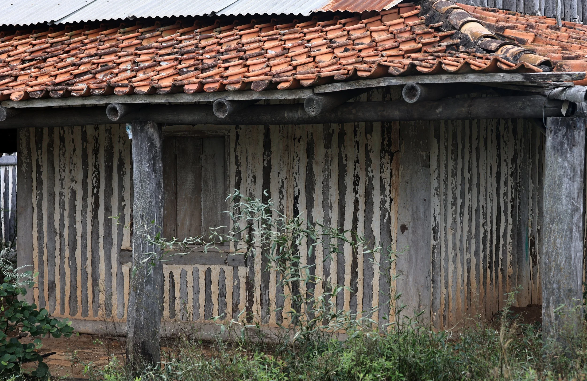 Traditional Paraguayan mud stucco wooden house - abandoned  but still lived in by Common Vampire Bats