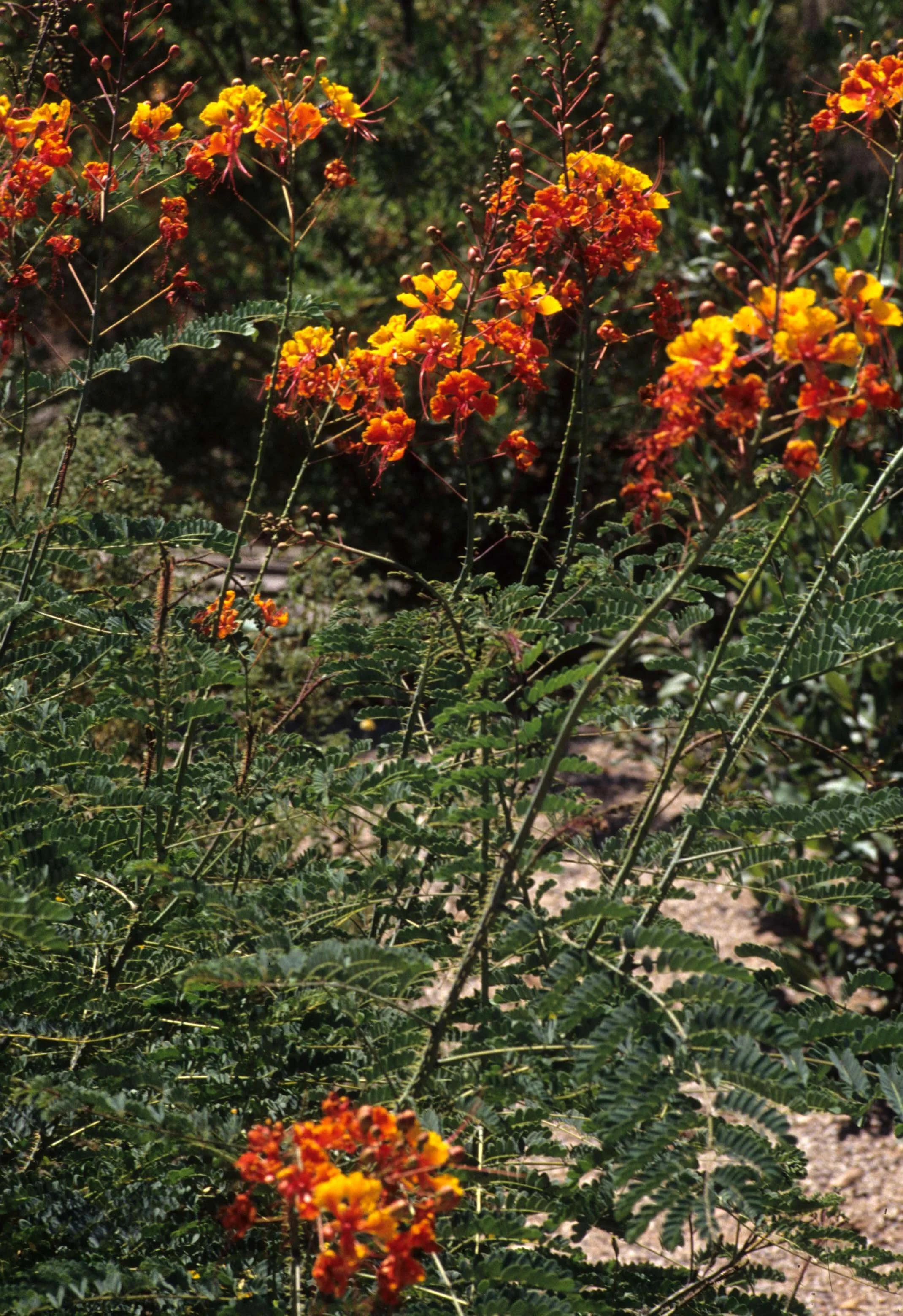 ARIZONA - PLANT SPECIES.jpg