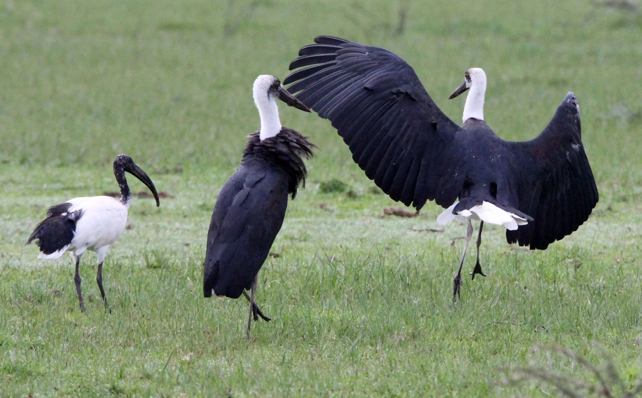 STORK - AFRICAN WOOLLY-NECKED STORK - Ciconia microscelis - LANGANO LAKE ETHIOPIA (3).JPG