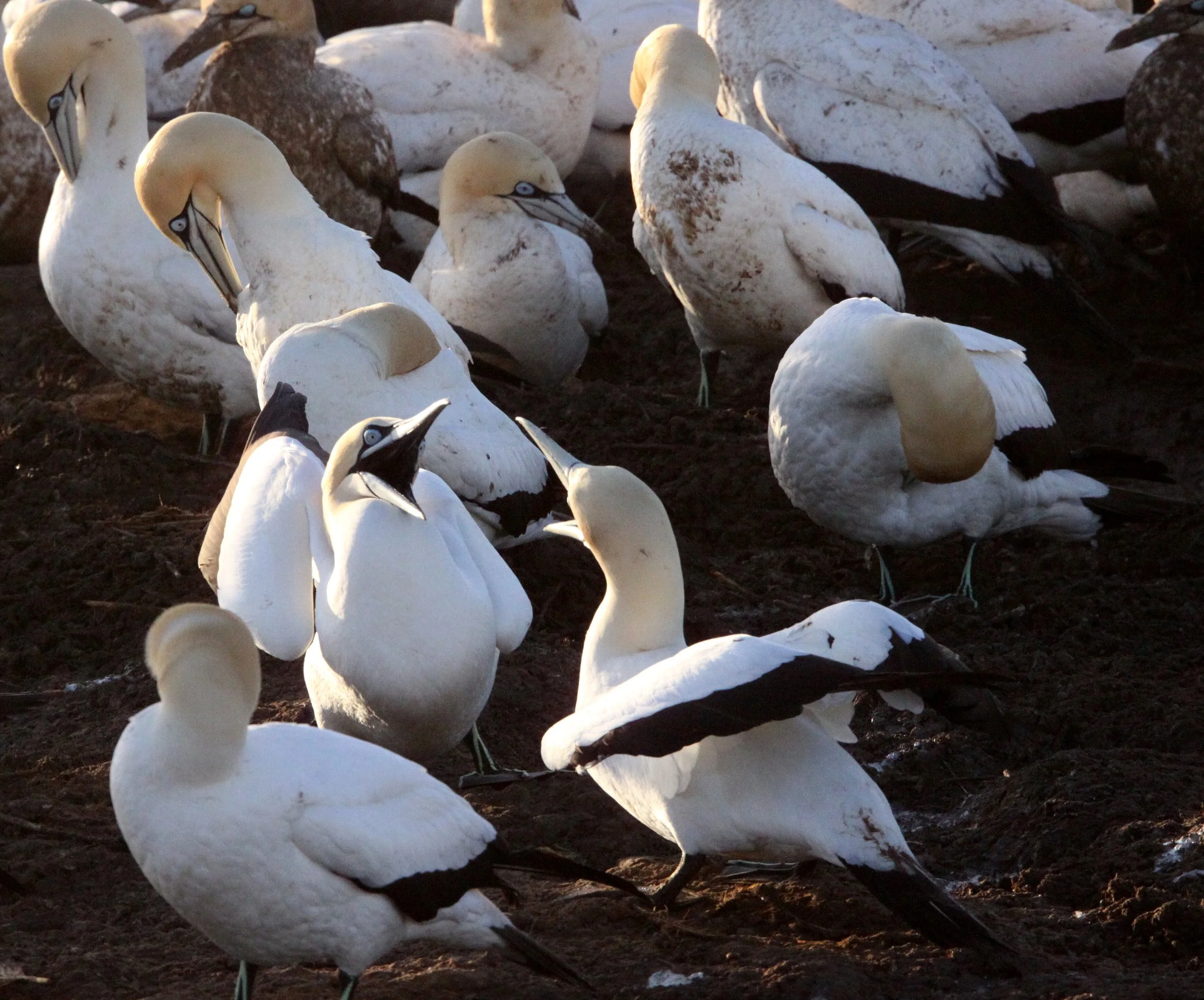 Cape gannet (Morus capensis) Lambert's Bay South Africa (112).JPG