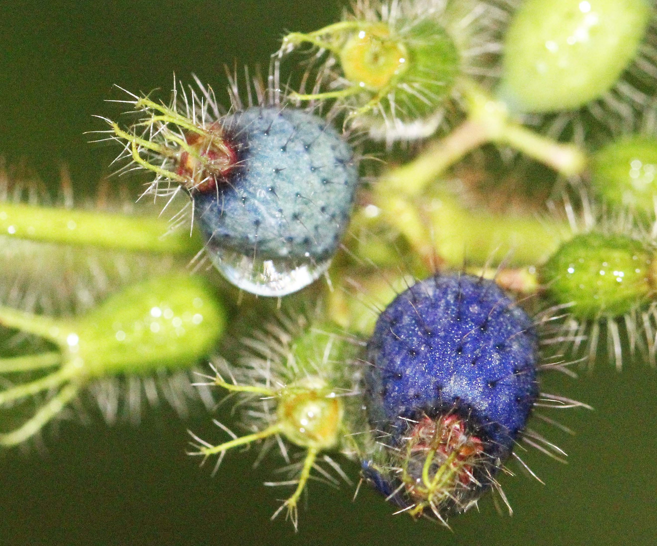 2013 in Nakhonsithammarat and some Krabi with Family (214).JPG