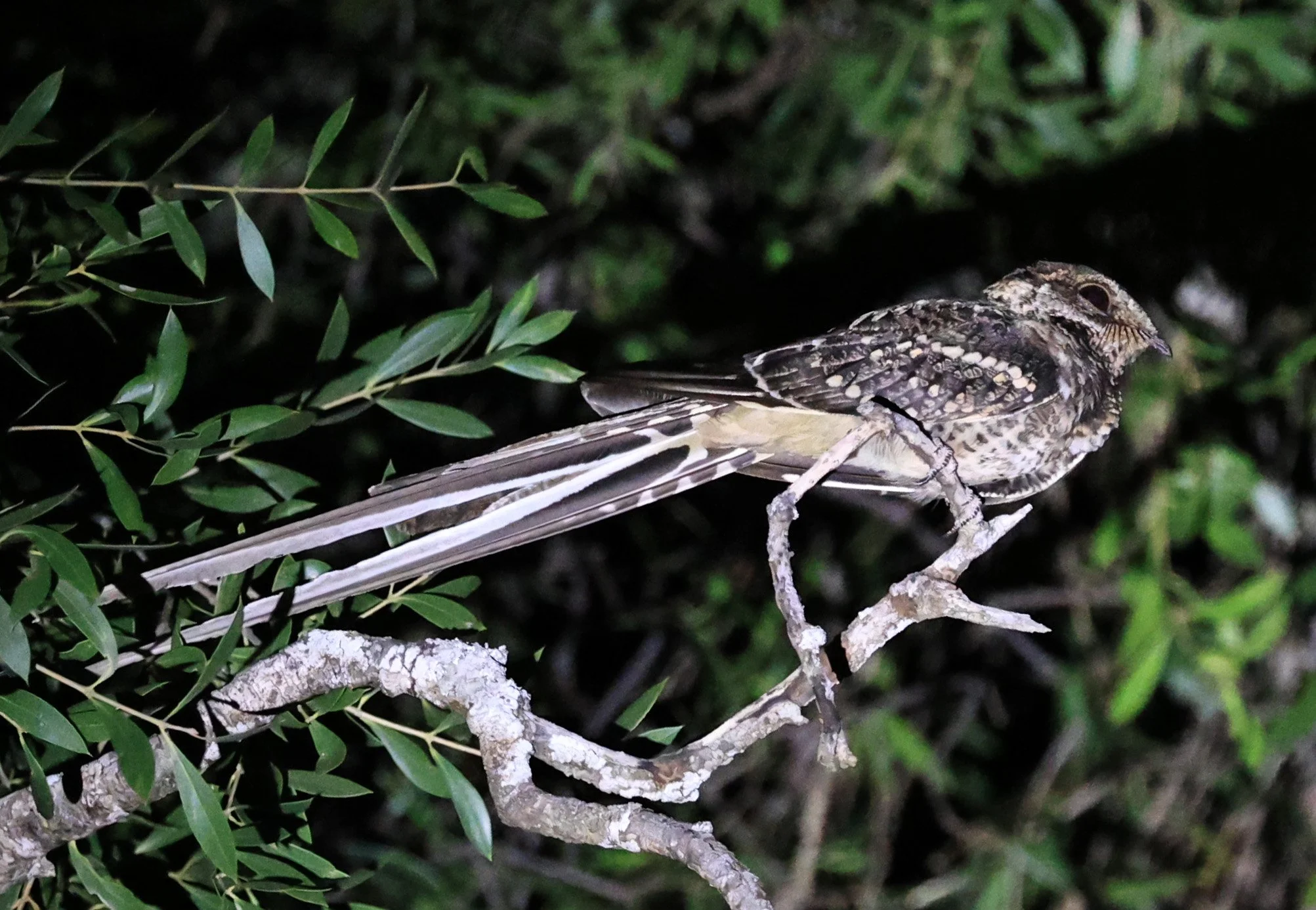 Scissor-tailed Nightjar (Hydropsalis torquata) Agua Dulce Paraguay (4).jpg