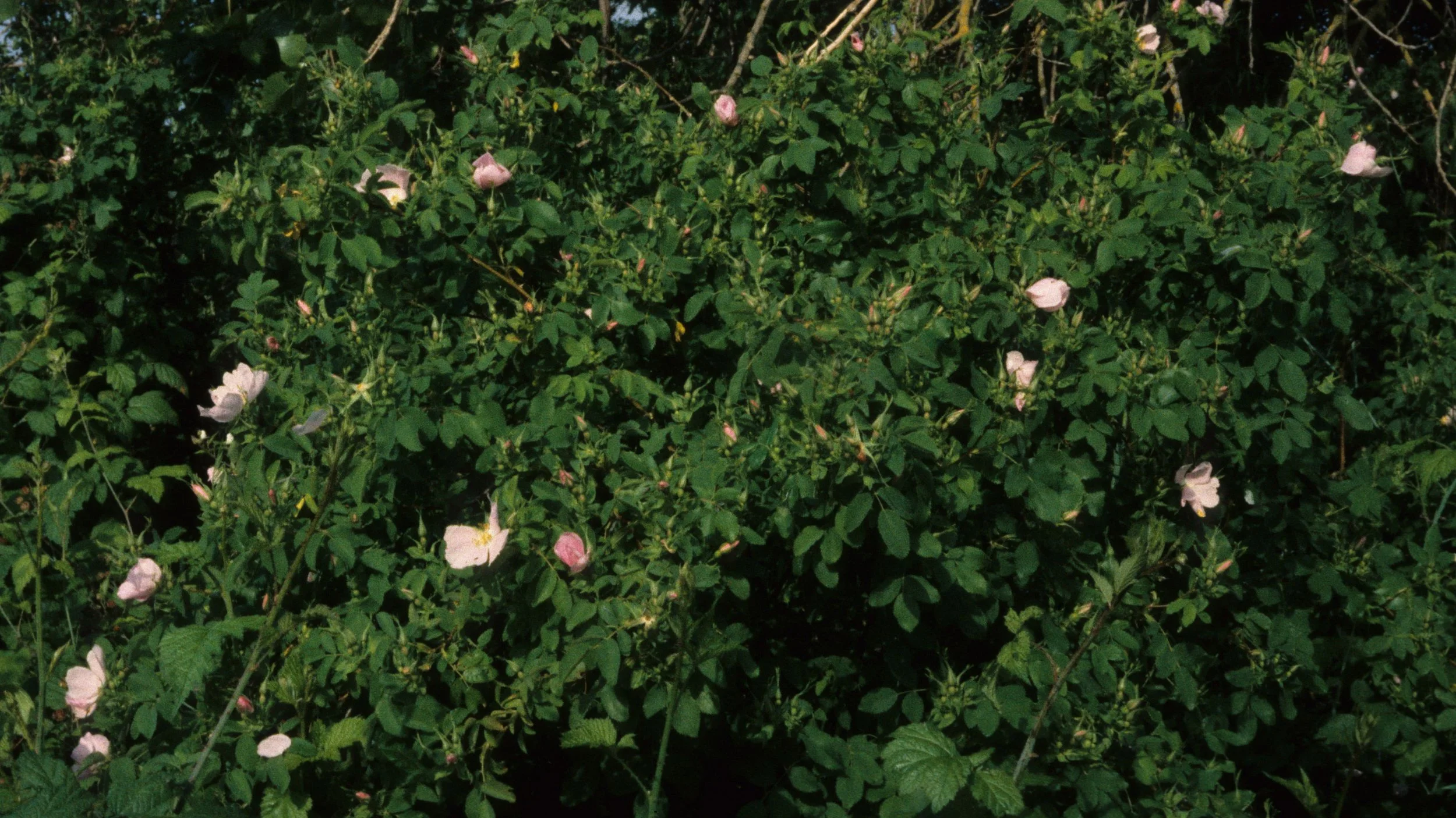 AMERICAN RIVER - ROSA CALIFORNICA - CALIFORNIA WILD ROSE A.jpg