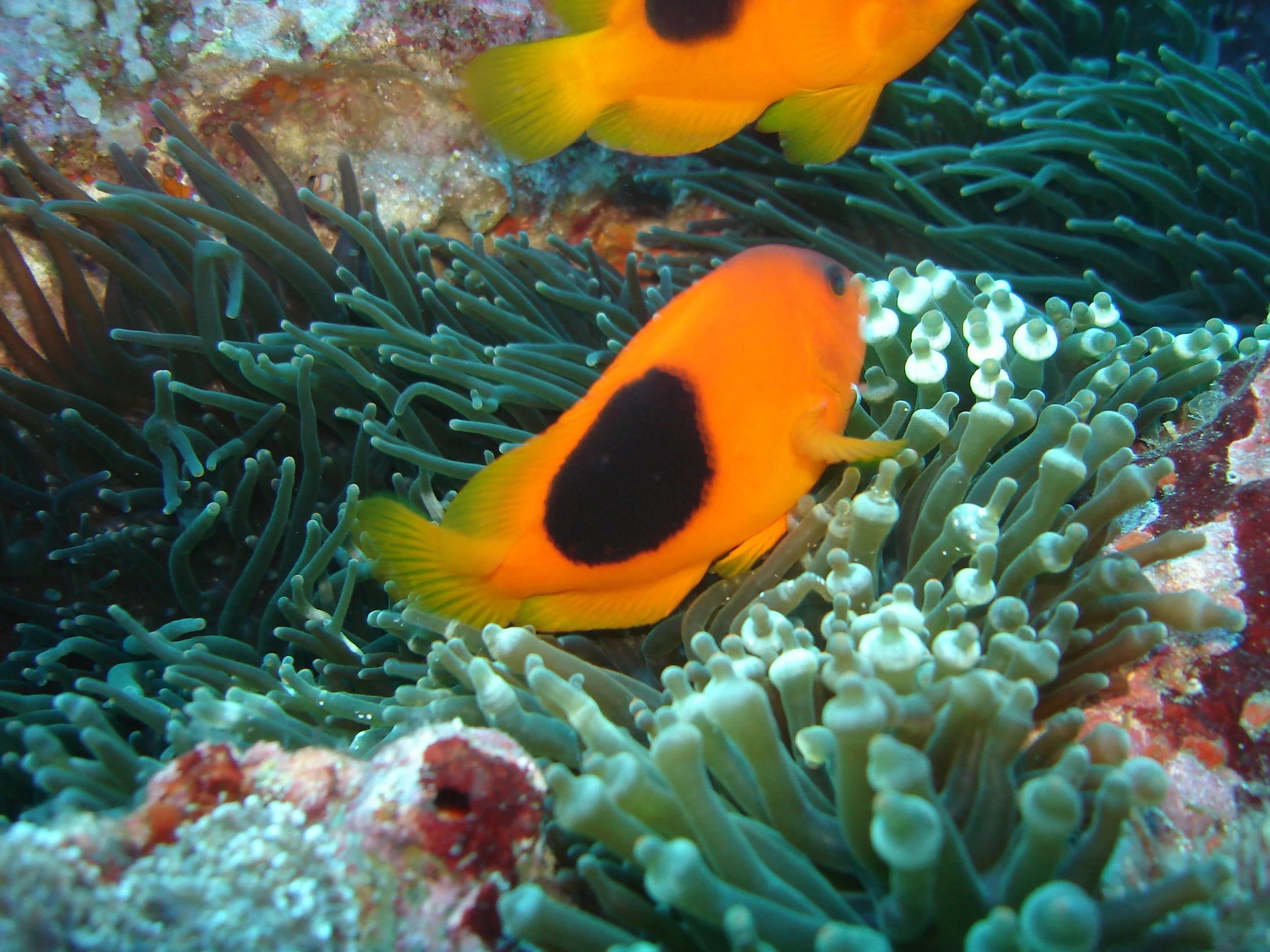 Pomacentridae - Amphiprion ephippium - Red Saddle Anemone Fish - Thailand Similans