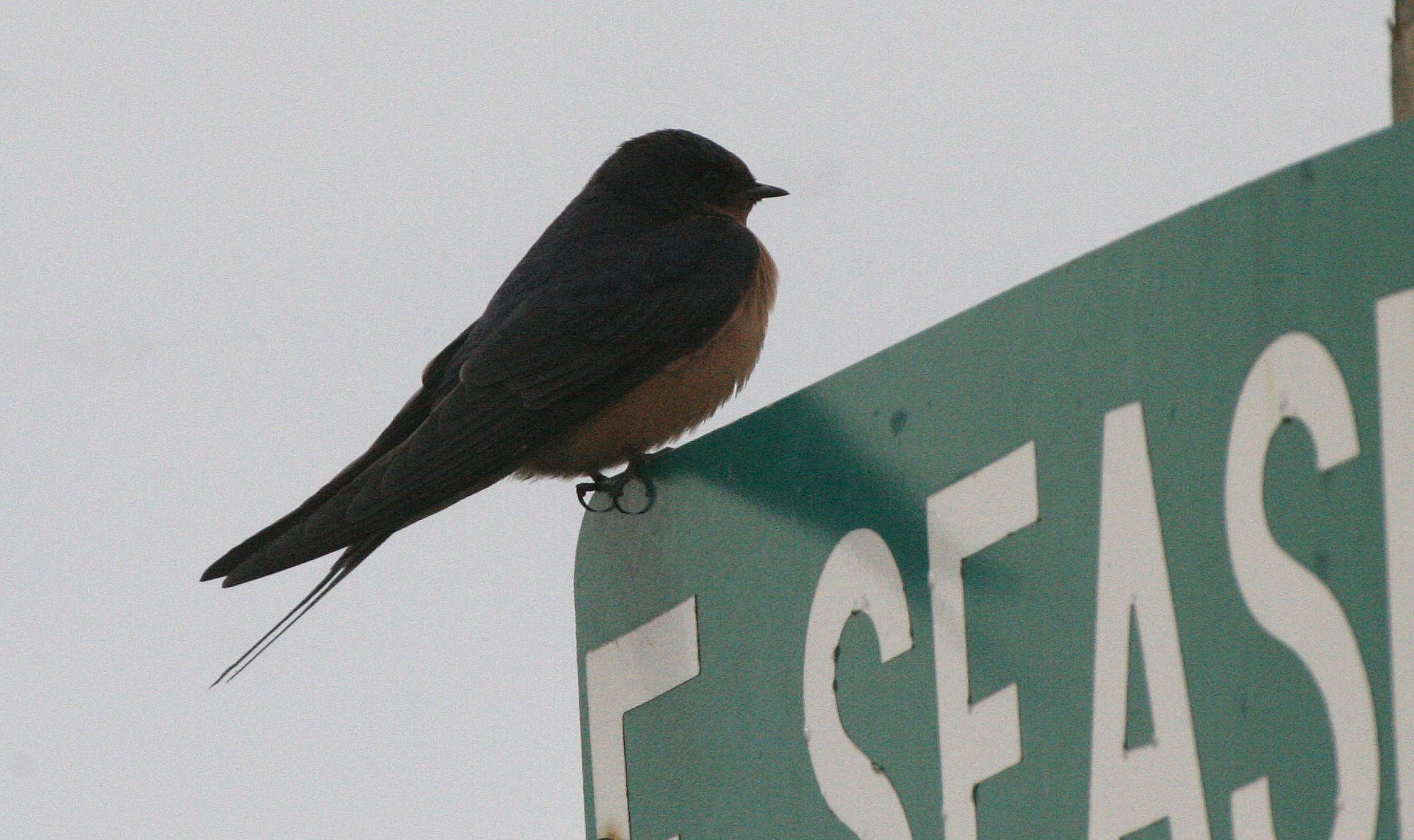 BIRD - SWALLOW - BARN SWALLOW - JAMESTOWN WA (8).JPG