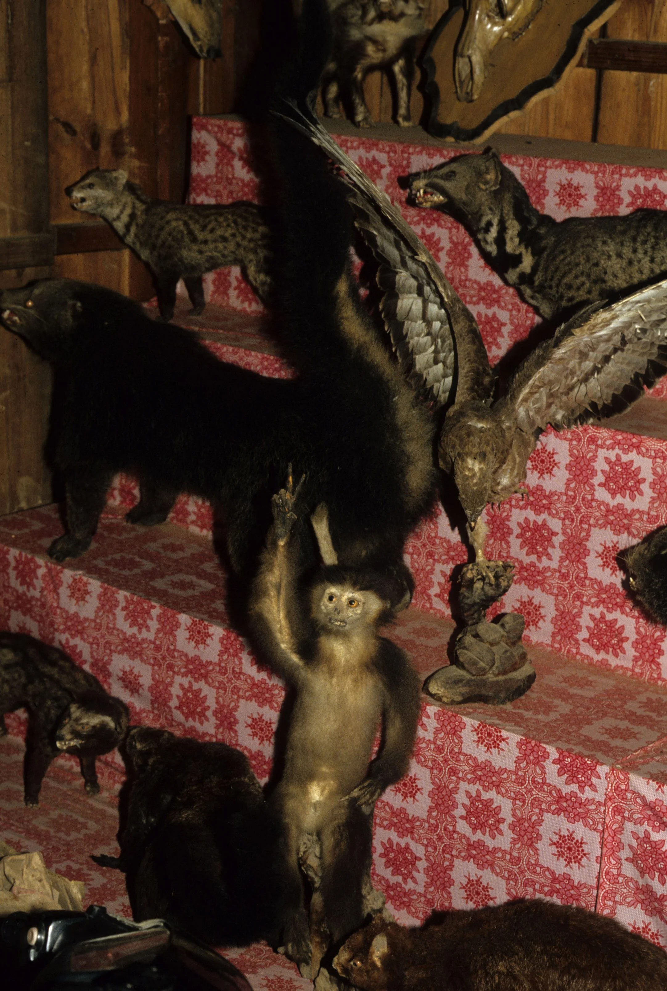DALAT - POACHERS HUT.jpg