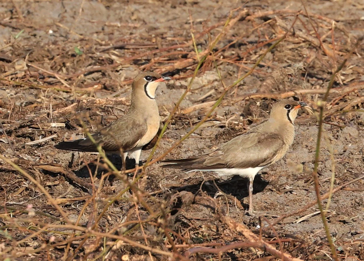 PRATINCOLE - ORIENTAL PRATINCOLE - Glareola maldivarum - TAP YAO RICEFIELDS LAT KRABANG - APRIL 23 2022 (6).jpg