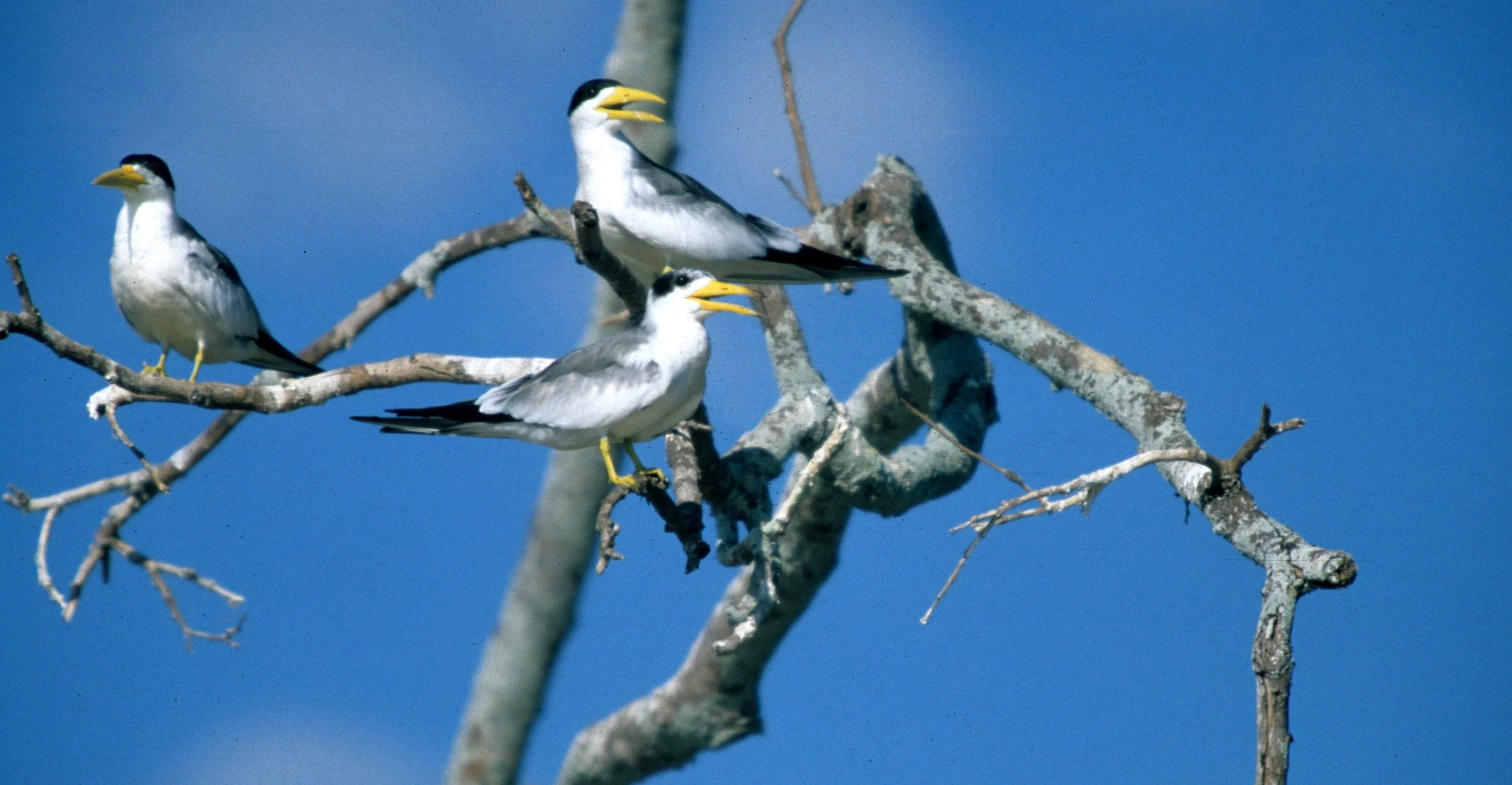 Pantanal 1994