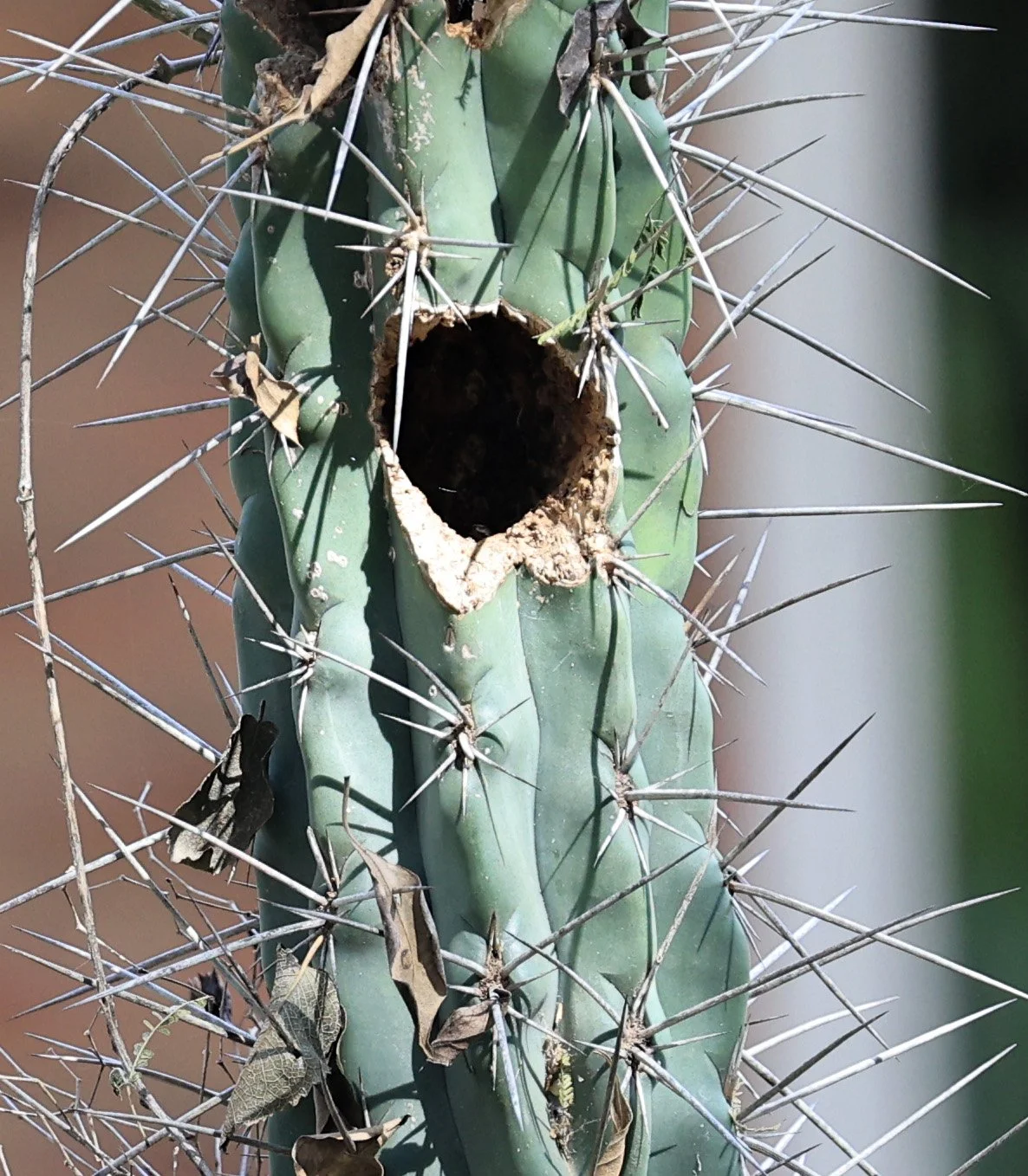White-fronted Woodpecker (Melanerpes cactorum) Hotel Campestre Iparoma Paraguay (20).jpg