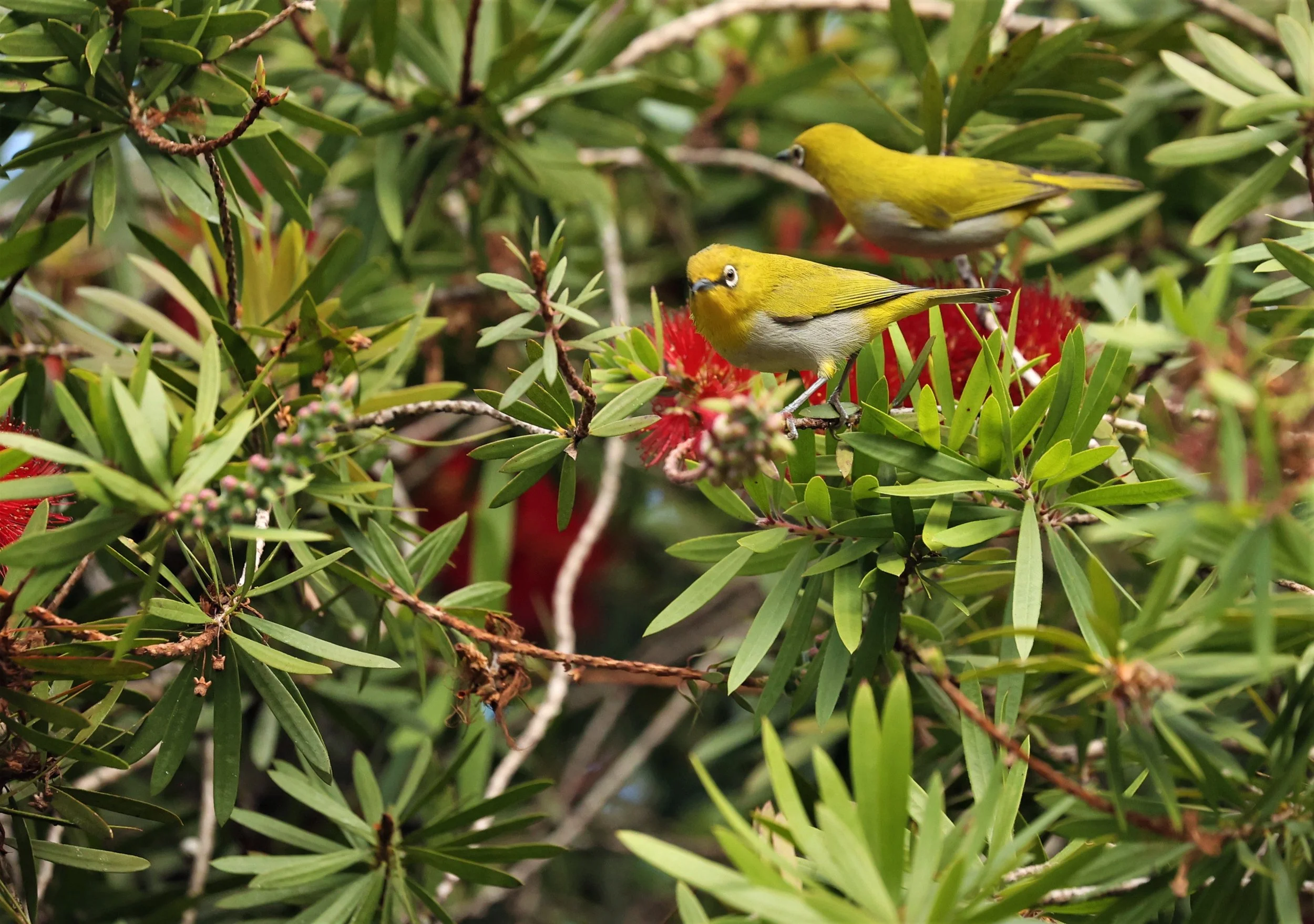 Indian White-eye (Zosterops palpebrosus) Doi Ang Kang Chiang Mai (23).jpg