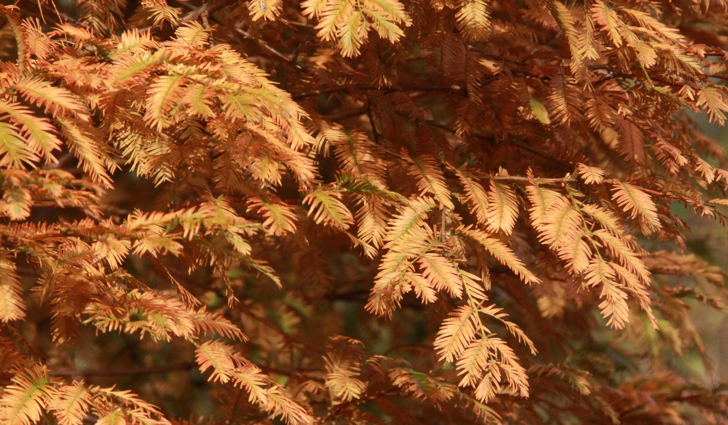 MEIHUASHAN - FUJIAN CHINA - DAWN REDWOOD IN FALL COLORS (1).JPG