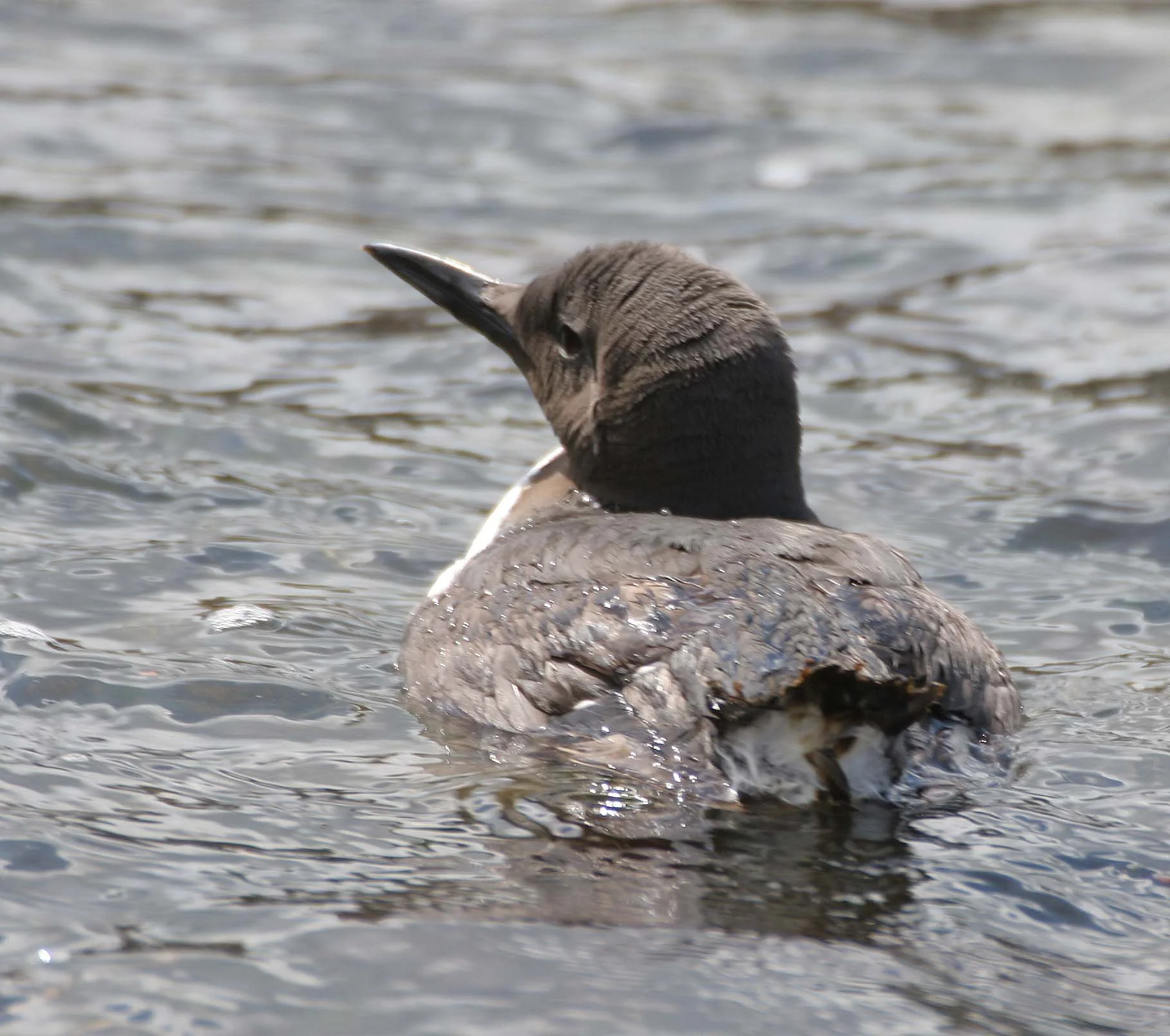 Uria aalge - COMMON MURRE - FRESHWATER BAY (2).jpg