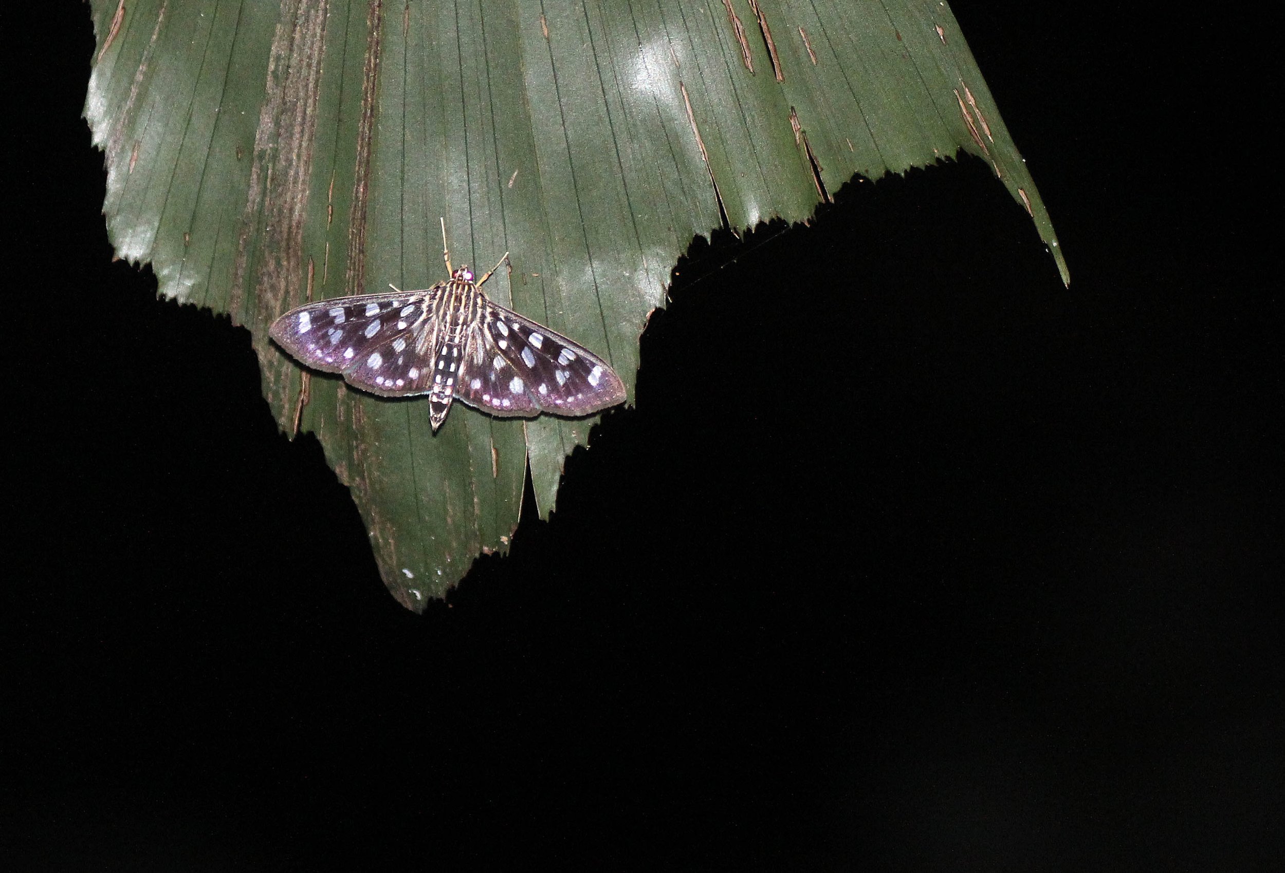 Geometridae - Species 8 - Sigiriya NP, Sri Lanka
