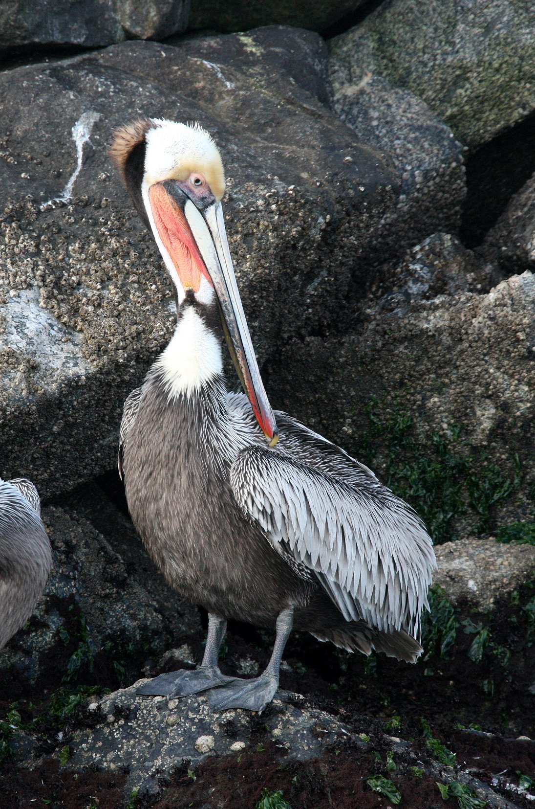 Pelecanus occidentalis - BROWN PELICAN - ELKHORN SLOUGH  WILDLIFE REFUGE CALIFORNIA (18).JPG