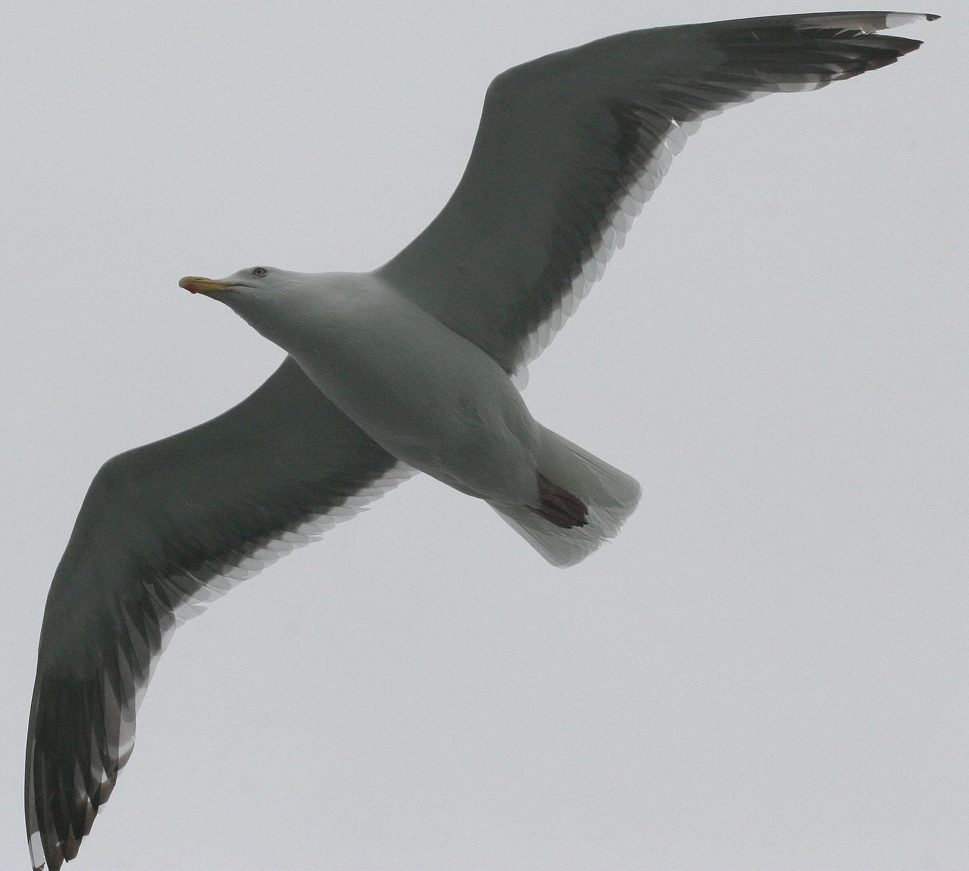 BIRD - GULL - GLAUCOUS PROBABLE - KURILS RUSSIA.jpg