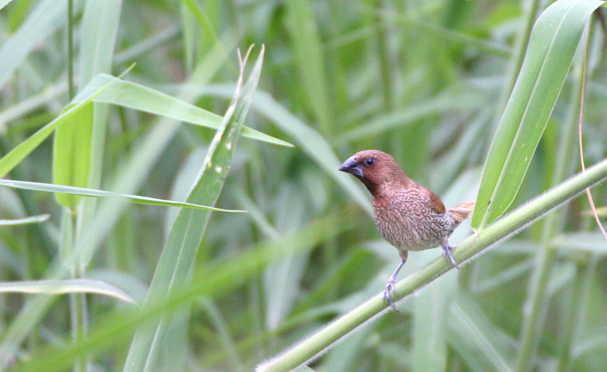 MUNIA - SCALY BREASTED MUNIA - Lonchura punctulata - BUENG BORAPHET THAILAND (2).JPG
