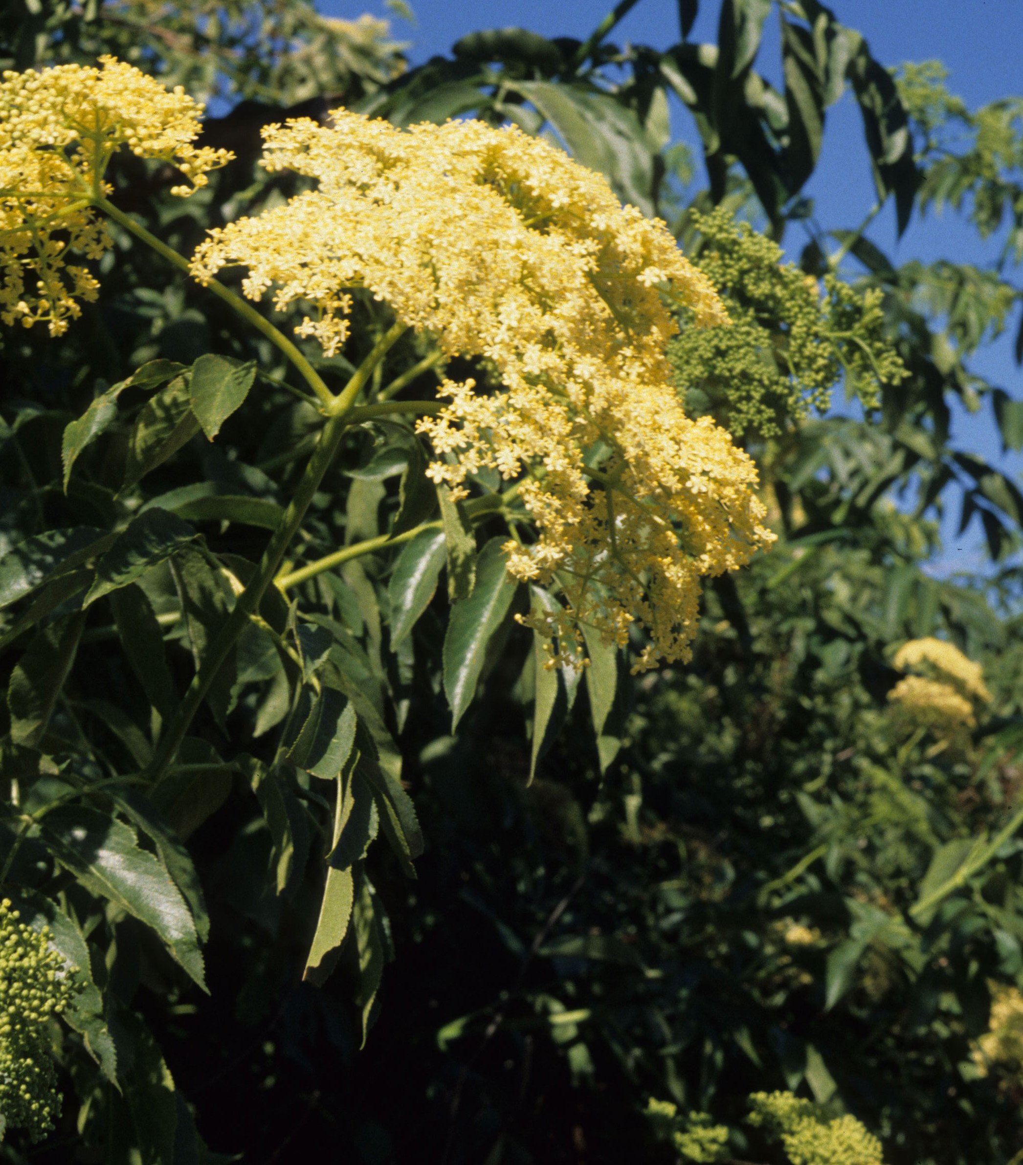 AMERICAN RIVER - SAMBUCUS MEXICANUS - ELDERBERRY.jpg