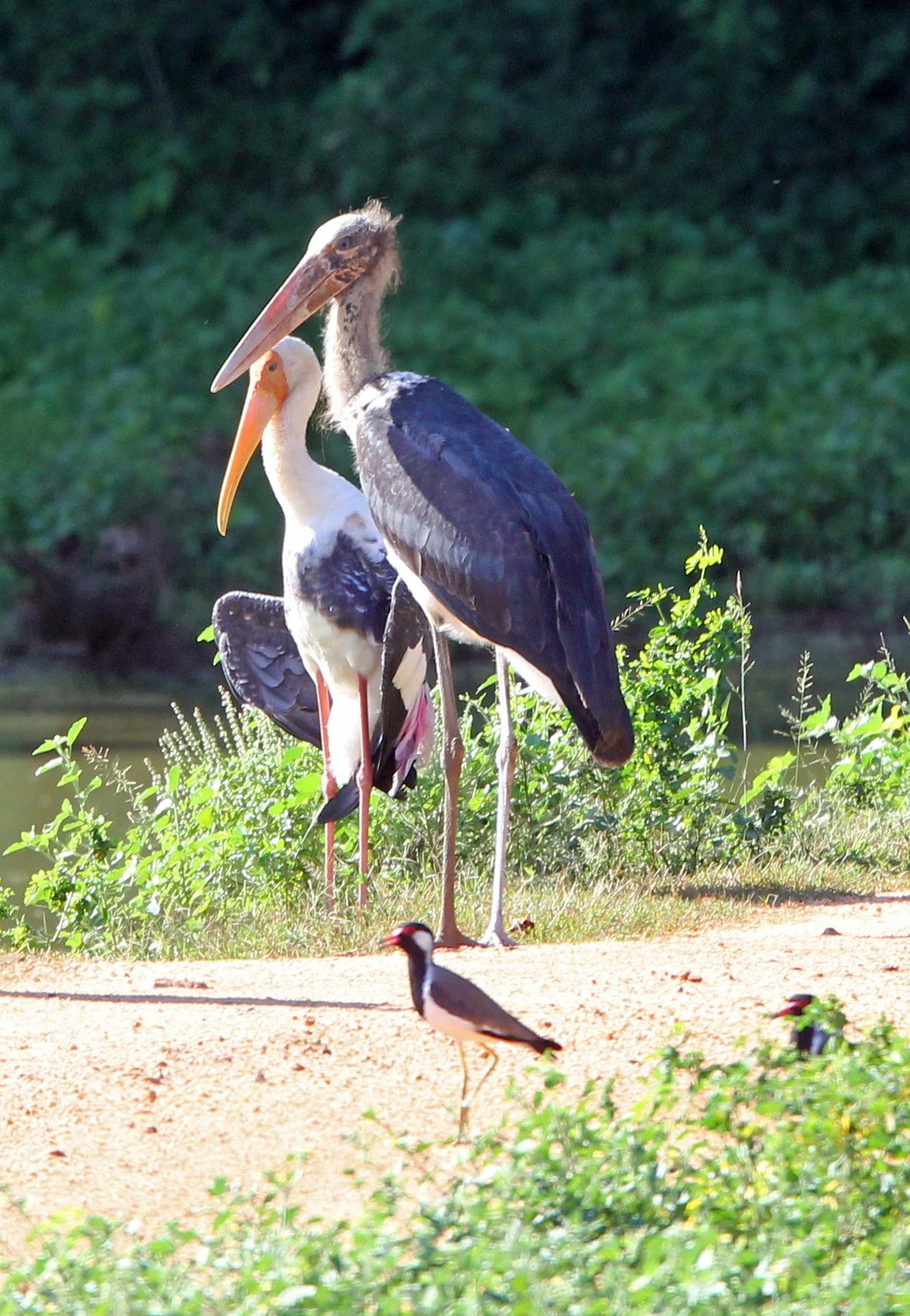 STORK - LESSER ADJUTANT STORK - Leptoptilos javanicus - UDAWALAWA NATIONAL PARK SRI LANKA (3).JPG