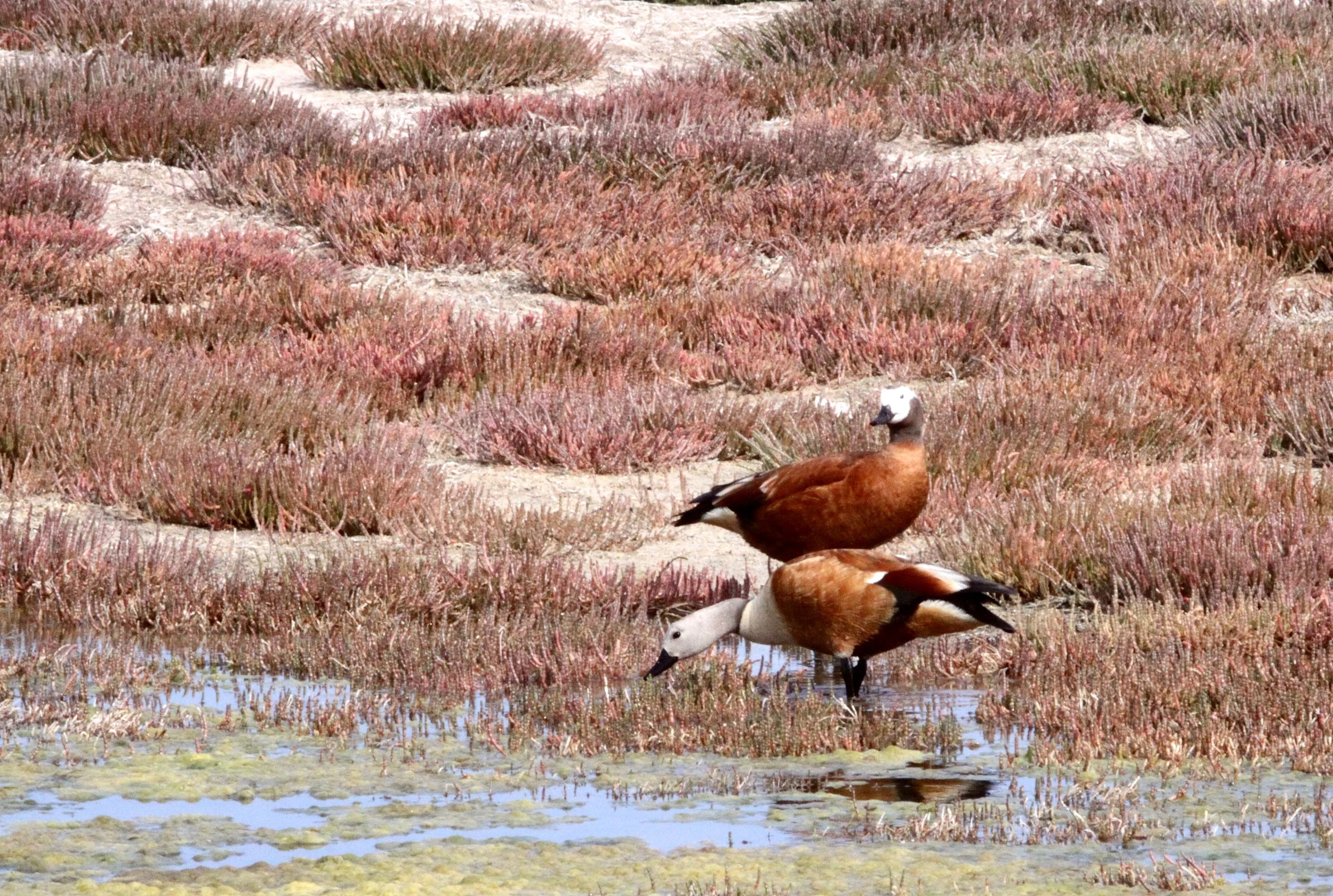 SHELDUCK - SOUTH AFRICAN SHELDUCK - Tadorna tadornoides - ELAND'S BAY SOUTH AFRICA (33).JPG