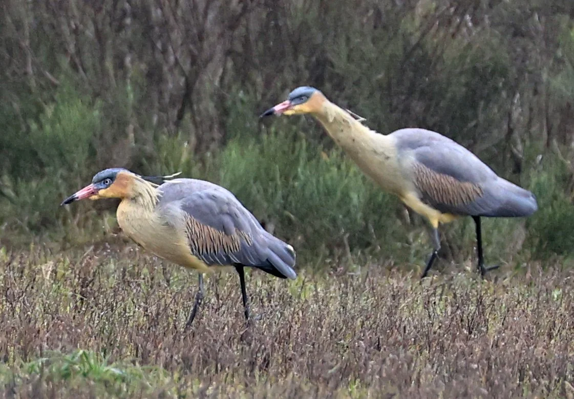 Whistling Heron (Syrigma sibilatrix) El Palmar National Park, Entre Rios, Argentina (12).jpg