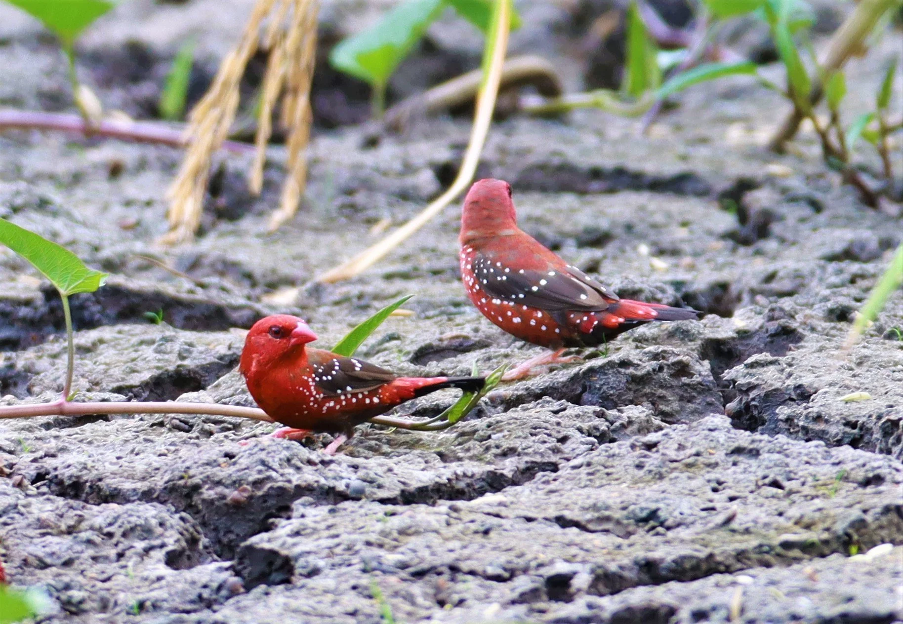 RED AVADAVAT - Amandava amandava - LAT KRABANG THAP YAO RICEFIELDS August 25, 2021 (126).jpg