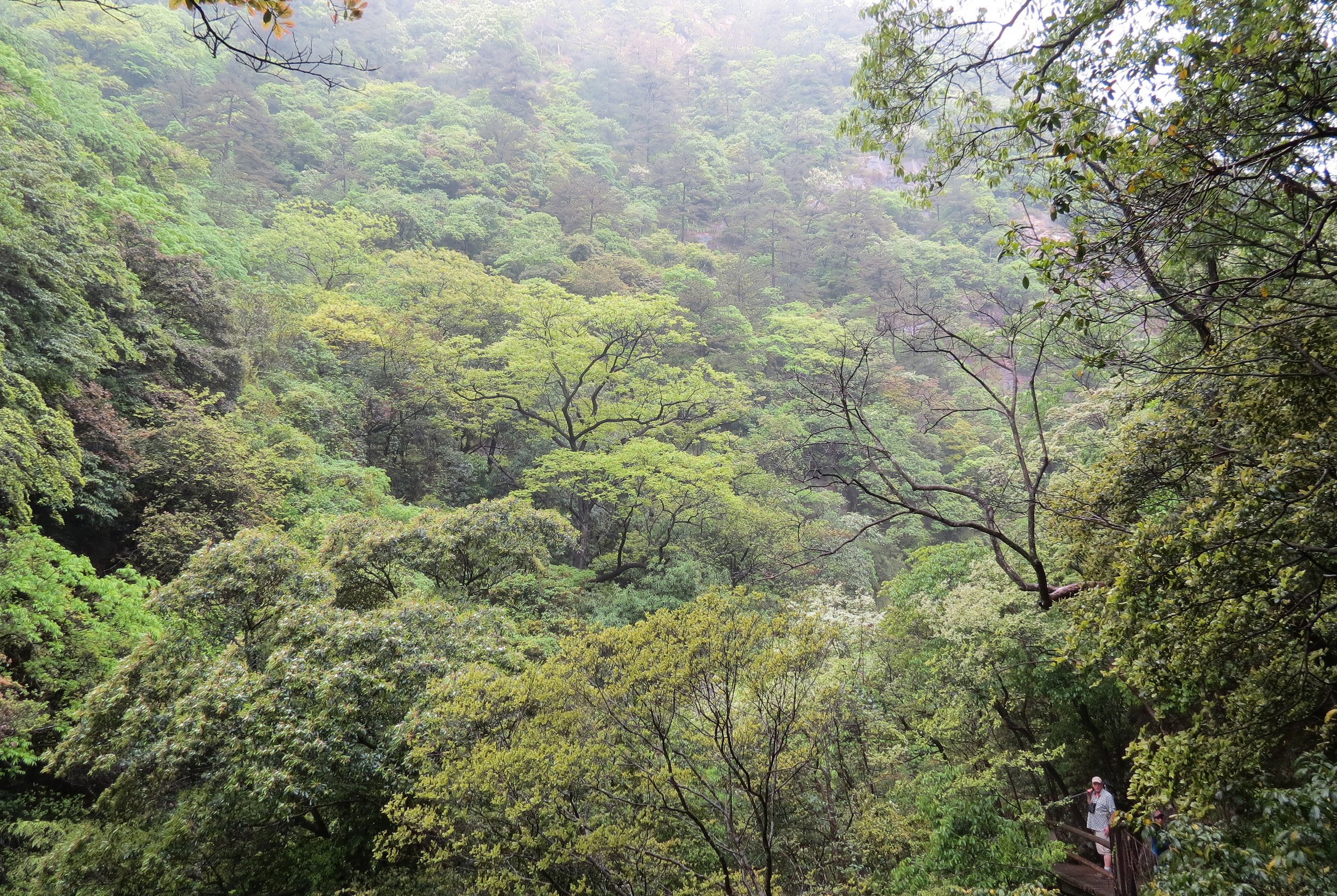 GUNIUJIANG NATURE RESERVE - ANHUI PROVINCE CHINA (68).JPG