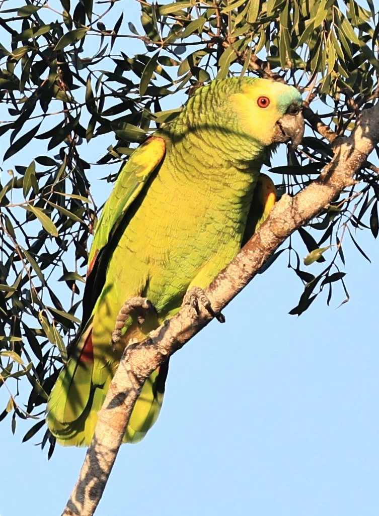 Turquoise-fronted Amazon (Amazona aestiva) Agua Dulce Paraguay (3).jpg