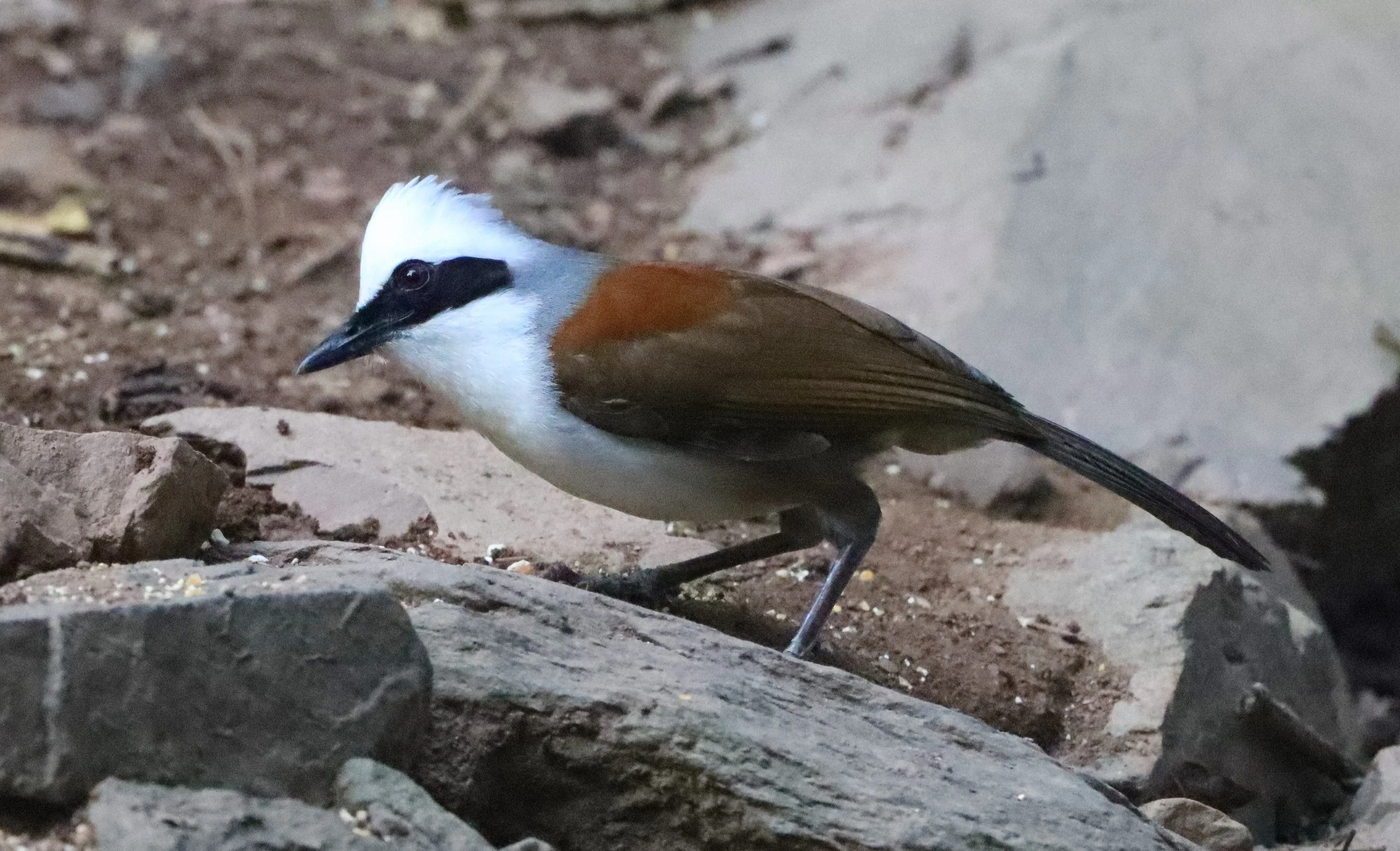 LAUGHINGTHRUSH - WHITE-CRESTED LAUGHINGTHRUSH - Garrulax leucolophus - KAENG KRACHAN THAILAND NEUNG HIDE (39).jpg