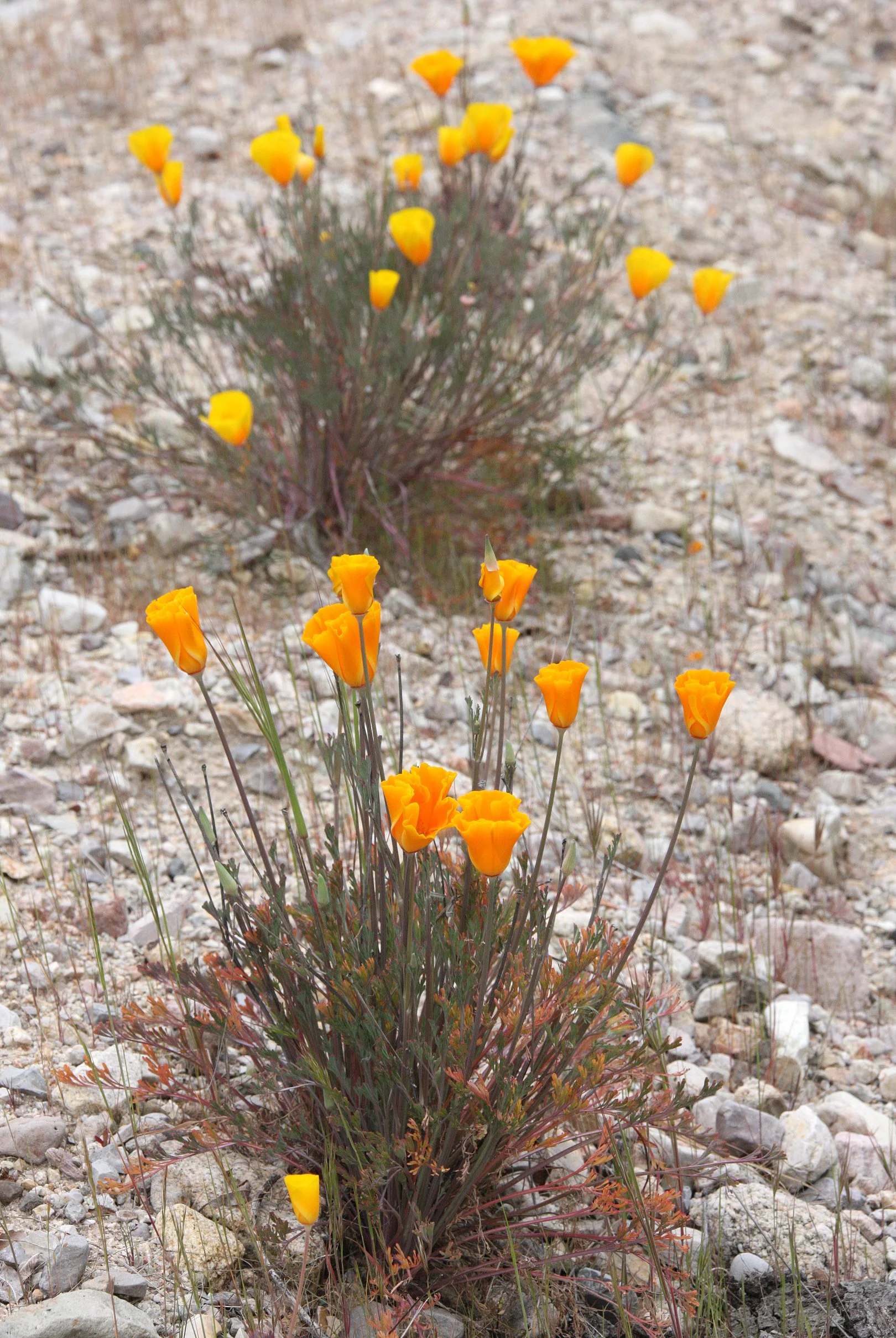 PAPAVERACEAE - ESCHSCHOLZIA CALIFORNICA - CALIFORNIA POPPY - PINNACLES NATIONAL MONUMENT CALIFORNIA (3).JPG