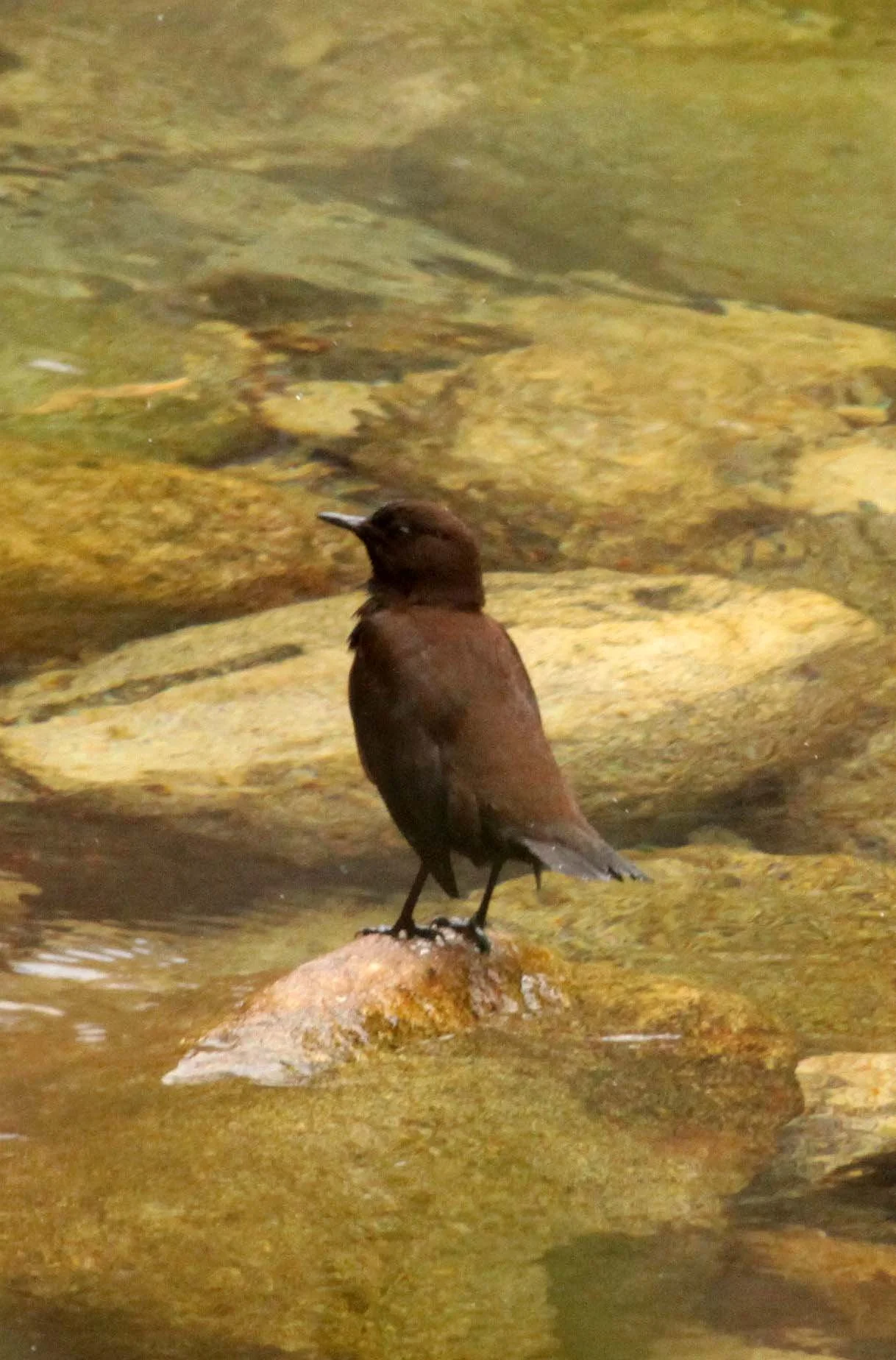 Brown dipper (Cinclus pallasii) Foping Nature Reserve Shaanxi China (16).JPG