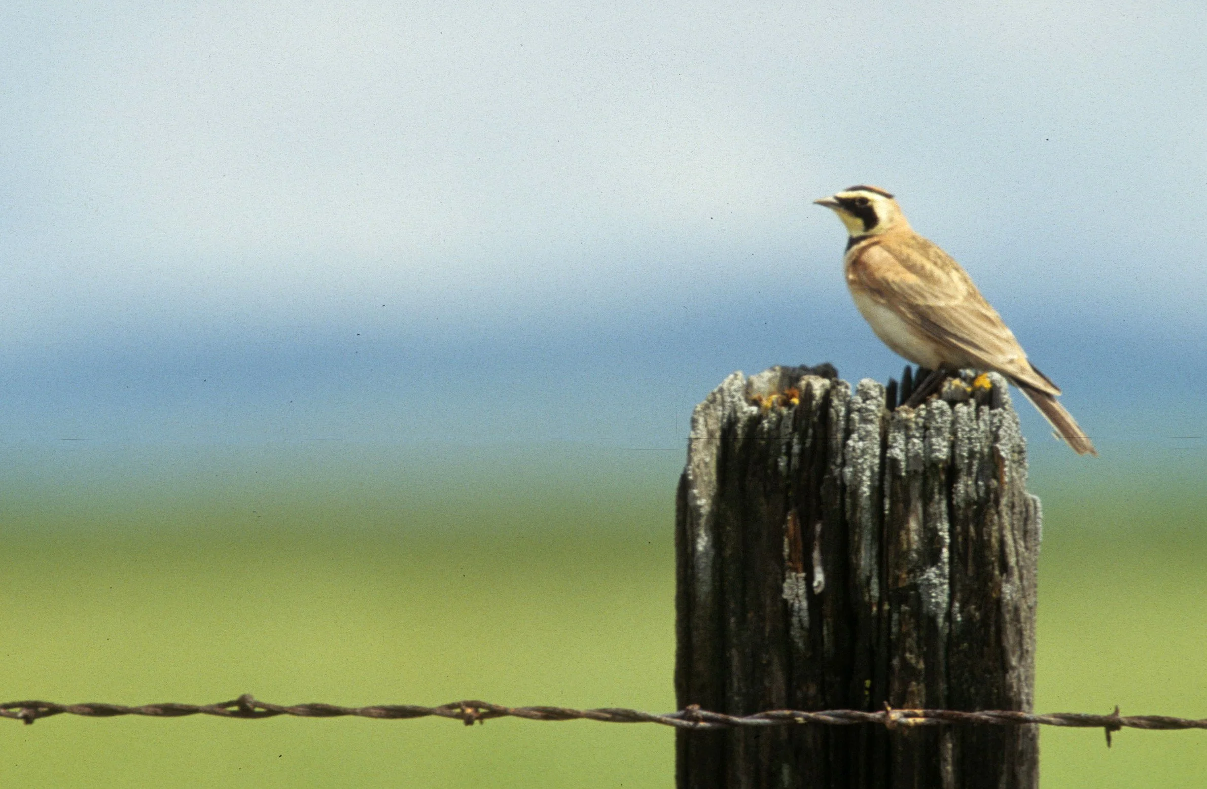 Horned Lark (Eremophila alpestris) Sacramento Valley California (1).jpg