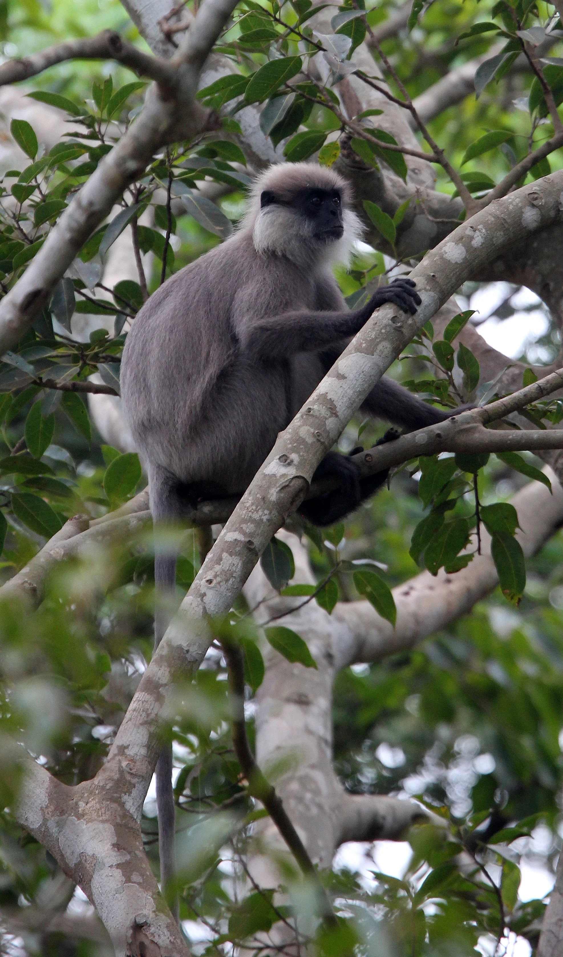 CERCOPITHECIDAE - Semnopithecus vetulus philbricki - DRY ZONE PURPLE-FACED LEAF MONKEY - SRIGIRIYA FOREST SRI LANKA (28).JPG