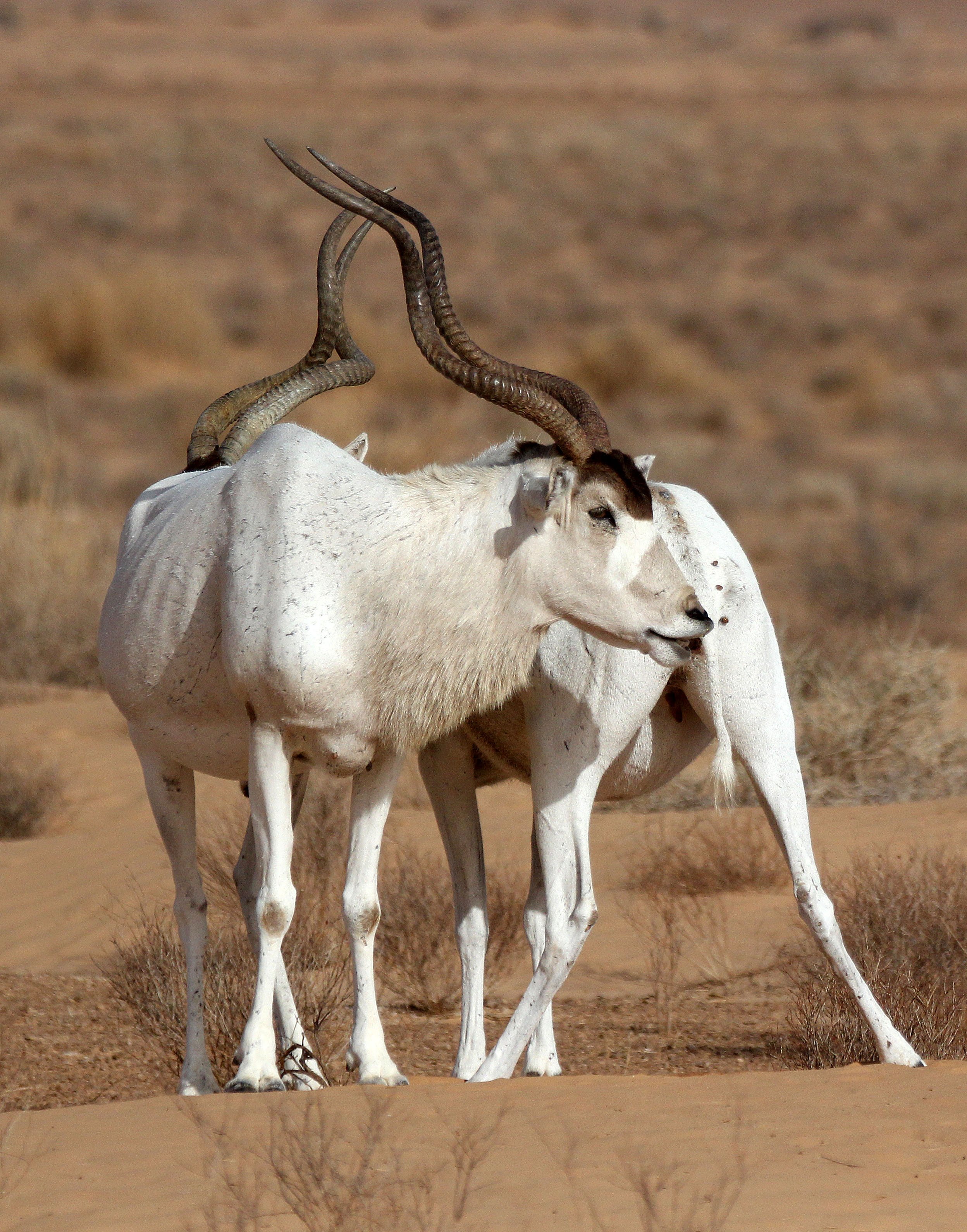 ADDAX - Addax nasomaculatus - JEBIL NATIONAL PARK TUNISIA (155).JPG