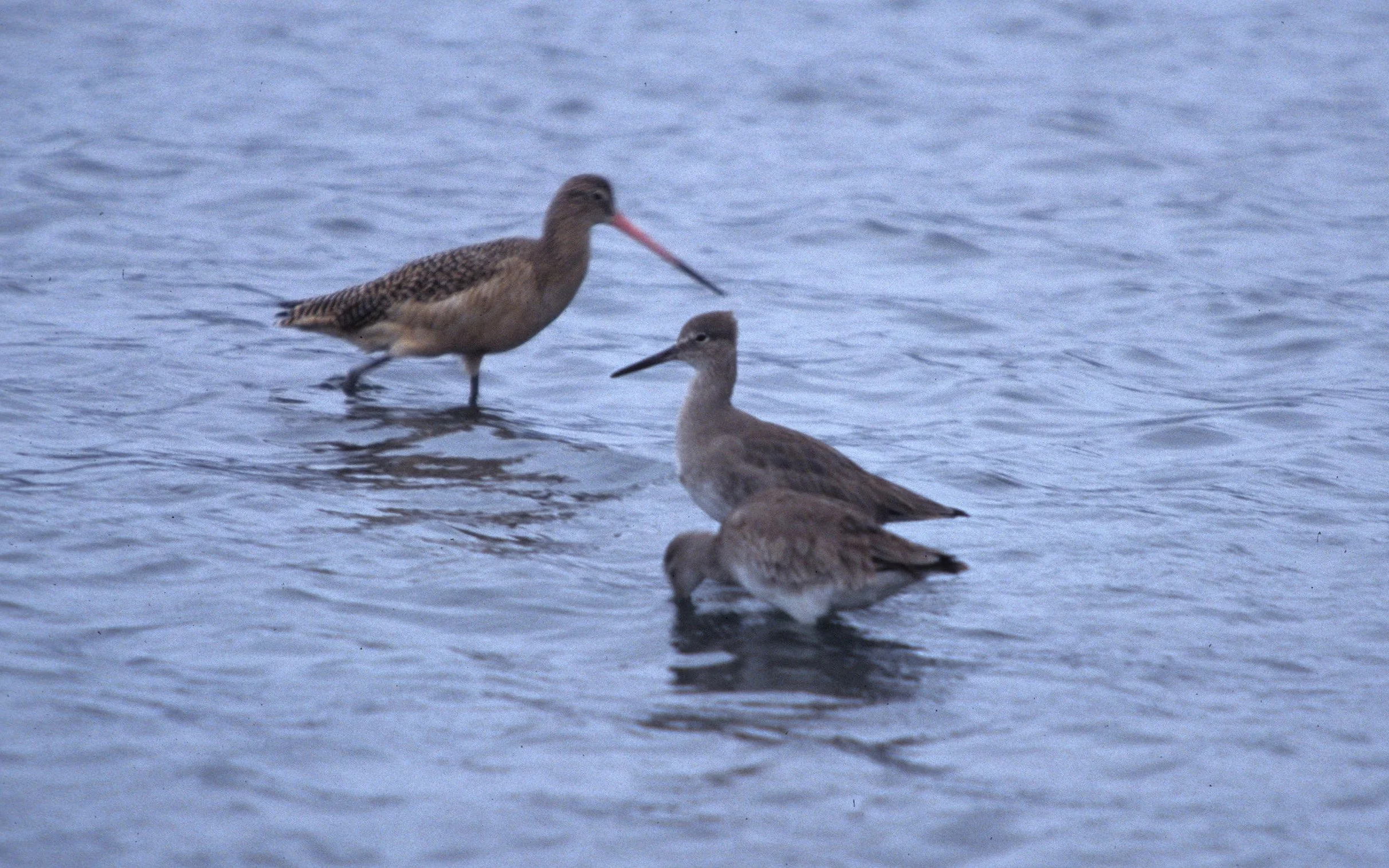 BIRD - GODWIT - MARBLED WITH WILLETS - AT POINT REYES CALIF.jpg