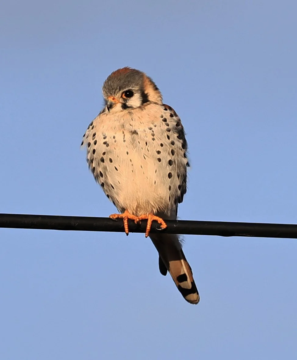American Kestrel (Falco sparverius) Aurora Chaquena Reserve, Neuland Mennonite Colony Paraguay (10).jpg