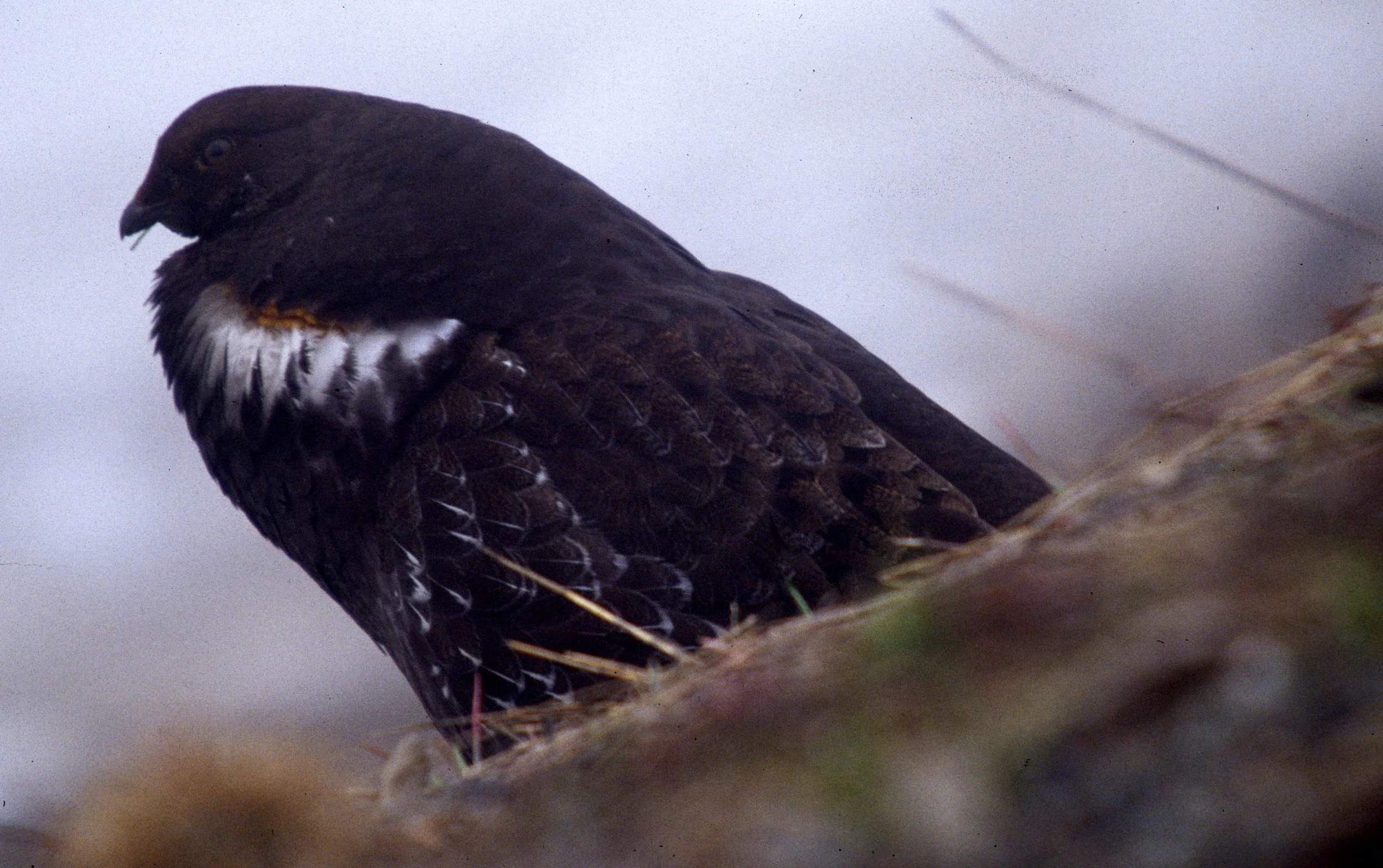 BIRD - GROUSE - BLUE - RIDGE ROAD D.jpg