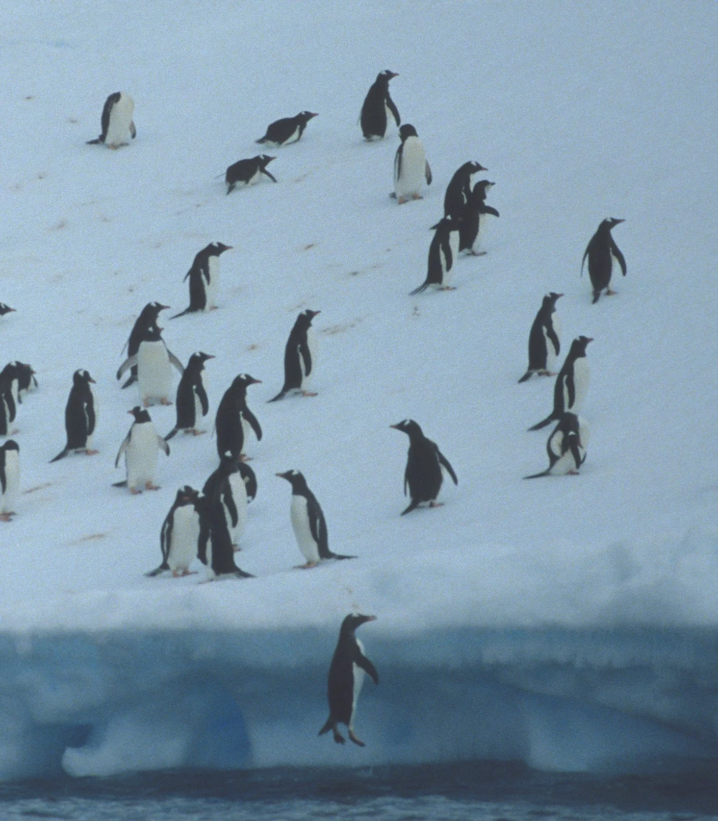 Gentoo Penguin (Pygoscelis papua) Antarctic Peninsula scanned slides 1996 (28).jpg