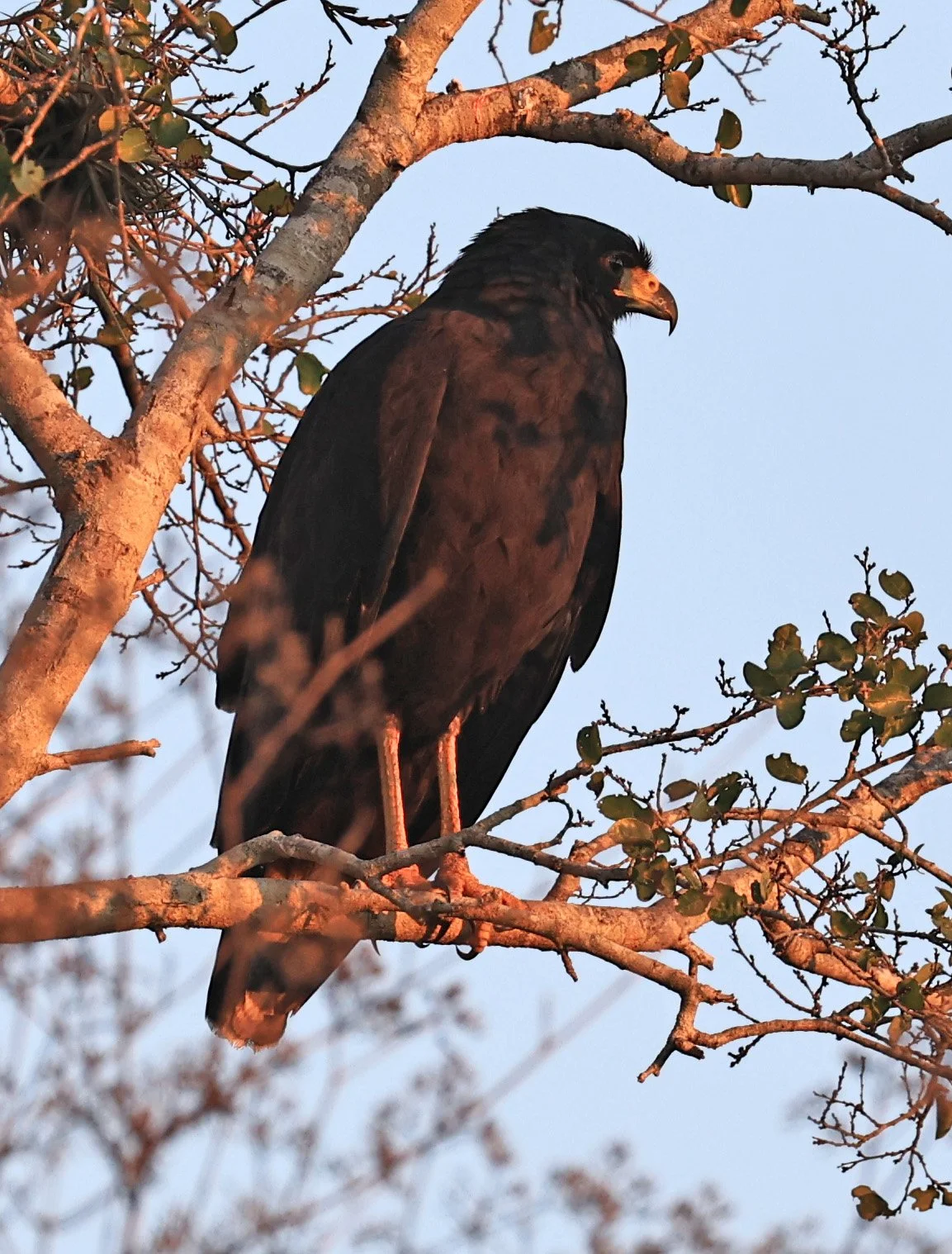 Zone-tailed Hawk (Buteo albonotatus) Agua Dulce Paraguay (7).jpg