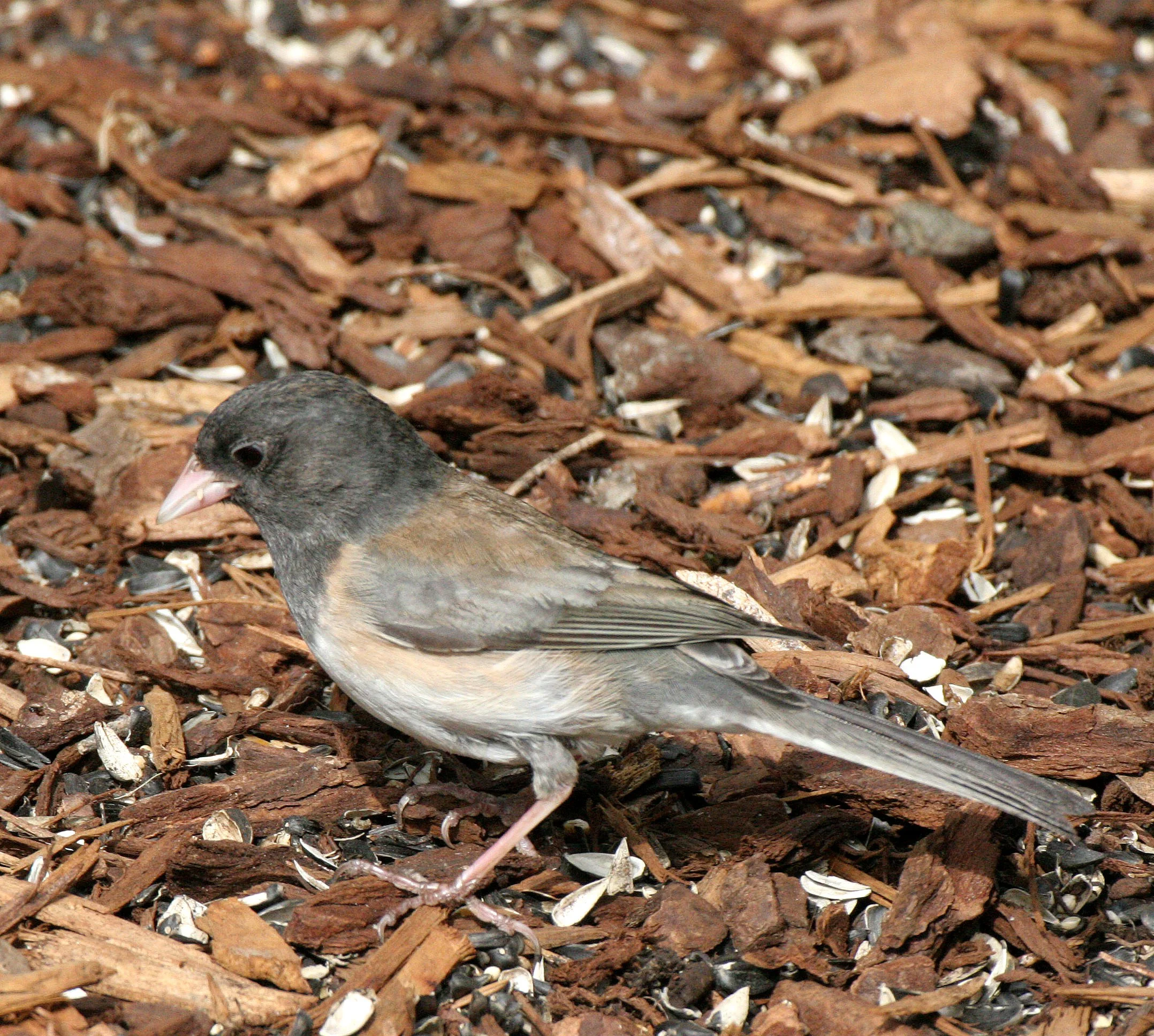Dark-eyed Junco (Junco hyemalis) Oregon Race, Pale Adult - Dungeness River Reserve Olympic Peninsula (8).JPG