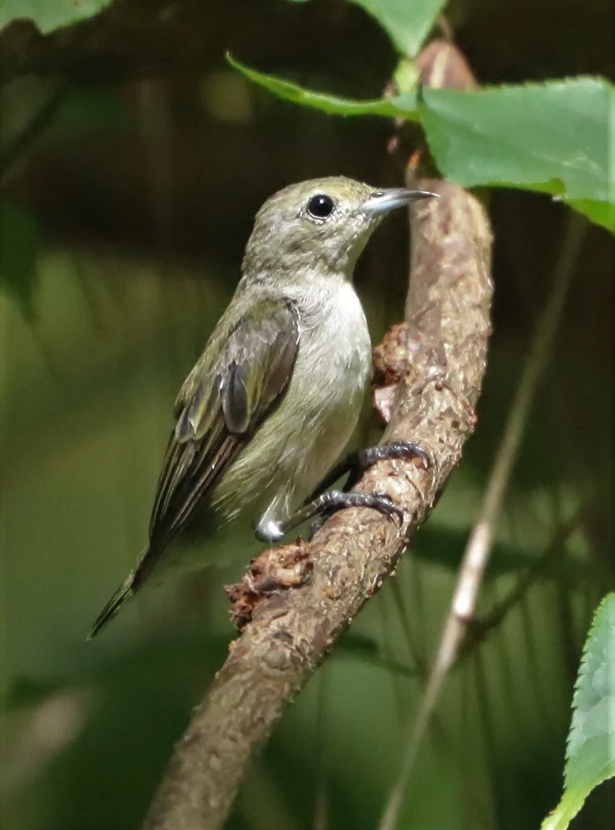 FLOWERPECKER - PLAIN FLOWERPECKER - Dicaeum minullum - DOI ANG KANG CHIANG MAI (8).jpg