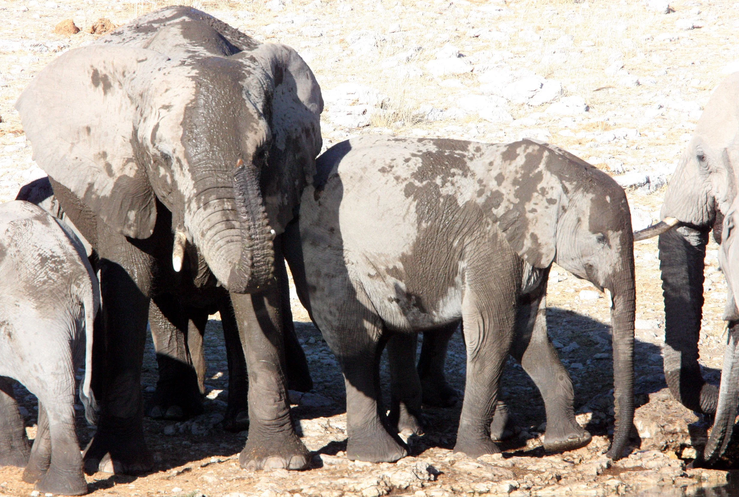 ELEPHANT - AFRICAN ELEPHANT - ETOSHA NATIONAL PARK NAMIBIA (87).JPG