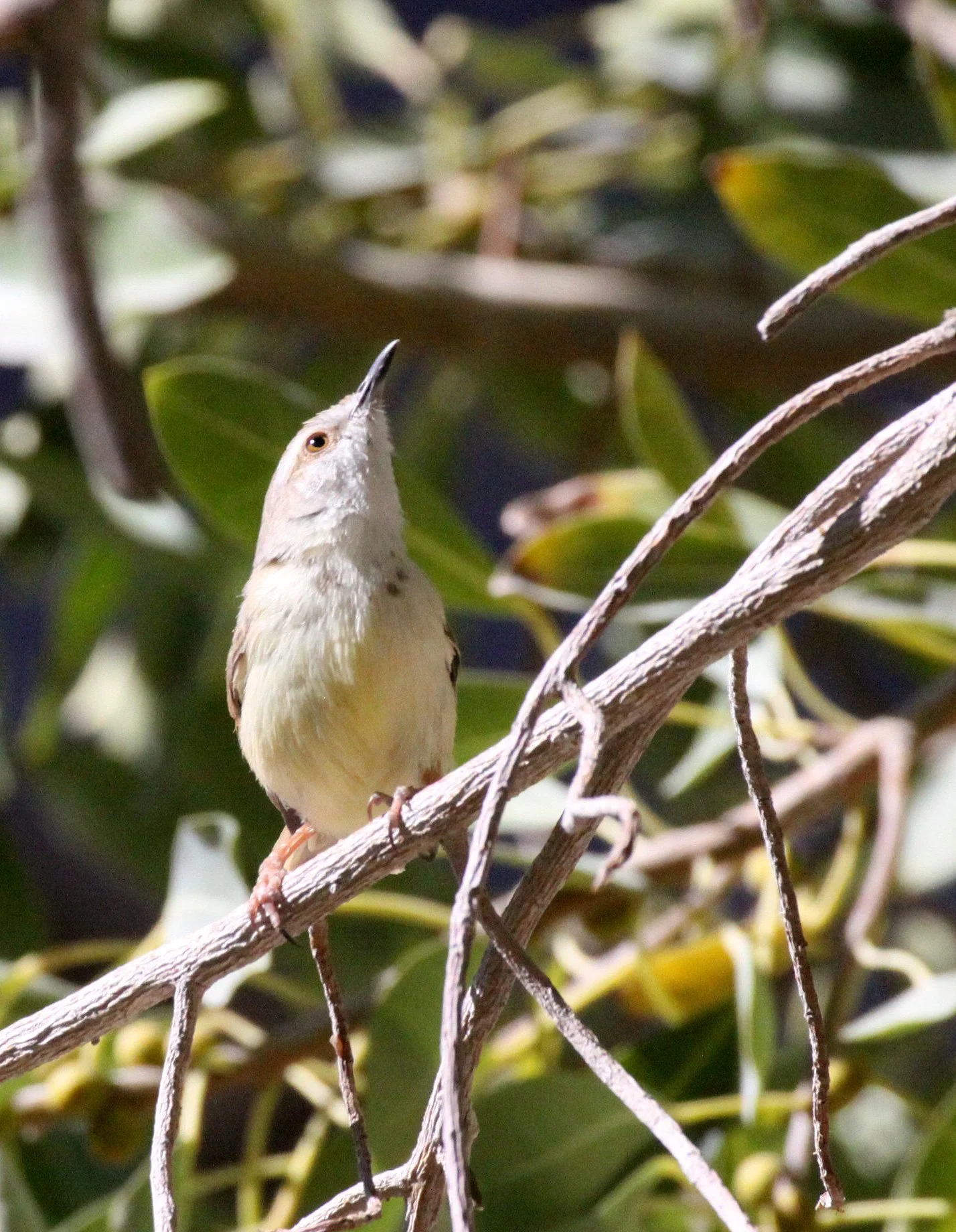BIRD - PRINIA - TAWNY-FLANKED PRINIA - PRINIA SUBFLAVA - ETOSHA NATIONAL PARK NAMIBIA.JPG