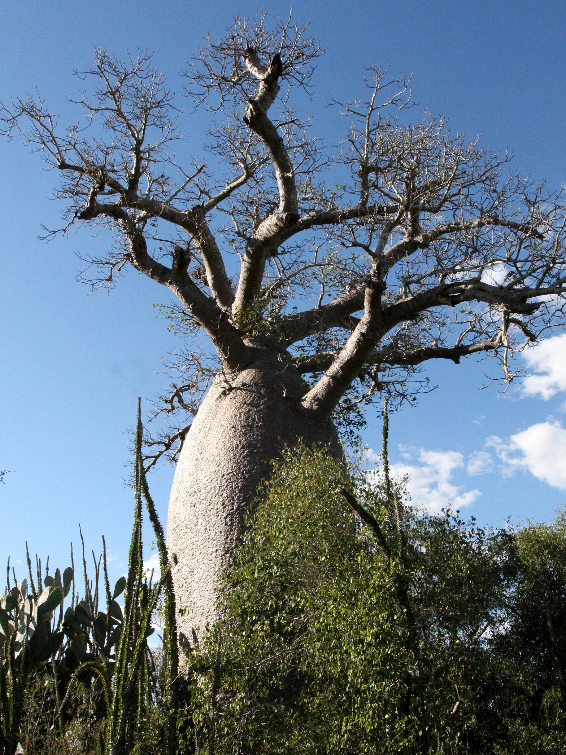 PLANT - BAOBAB - ADANSONIA RUBROSTIPA - BOTTLE BAOBAB - BERENTY RESERVE MADAGASCAR (8).JPG